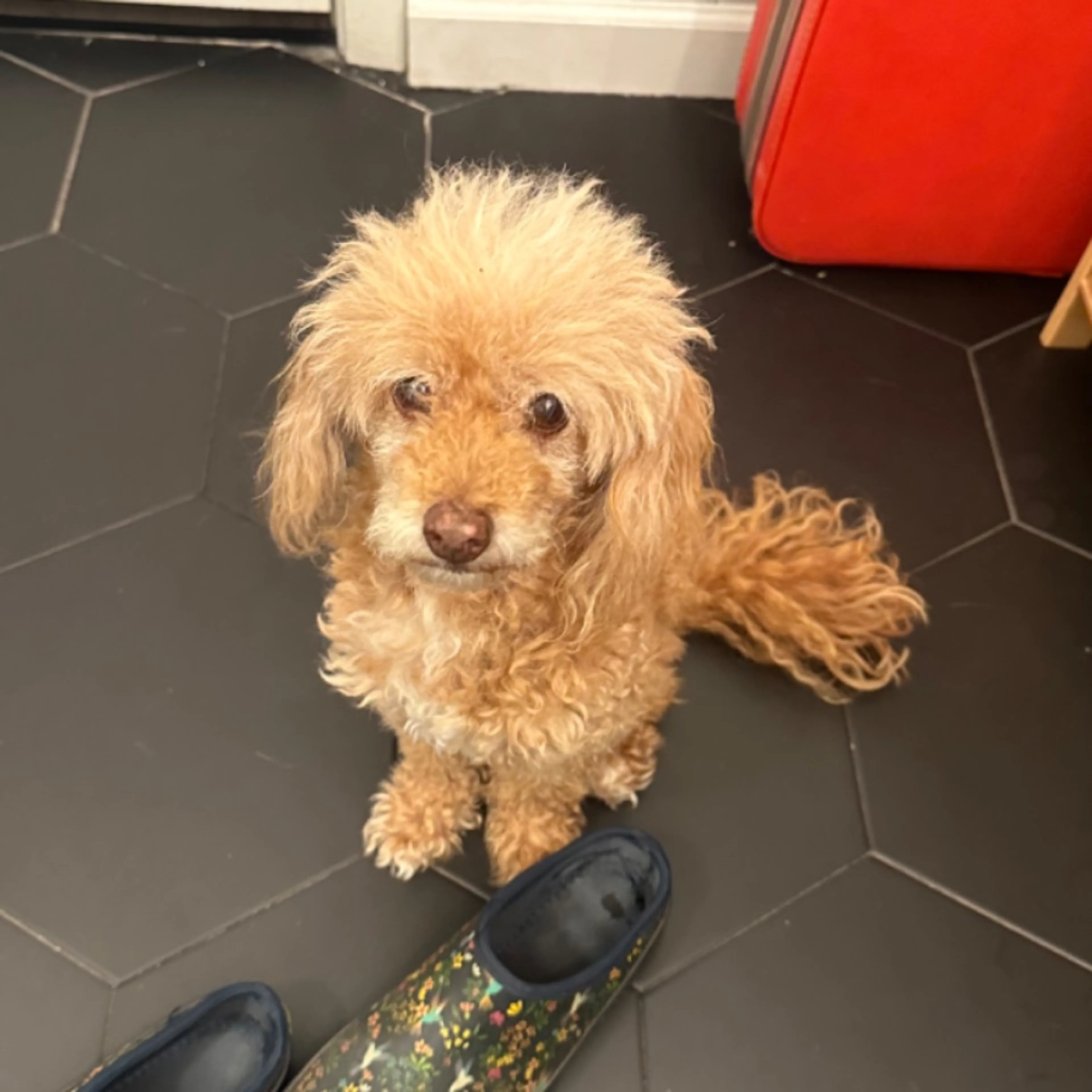 Found pet