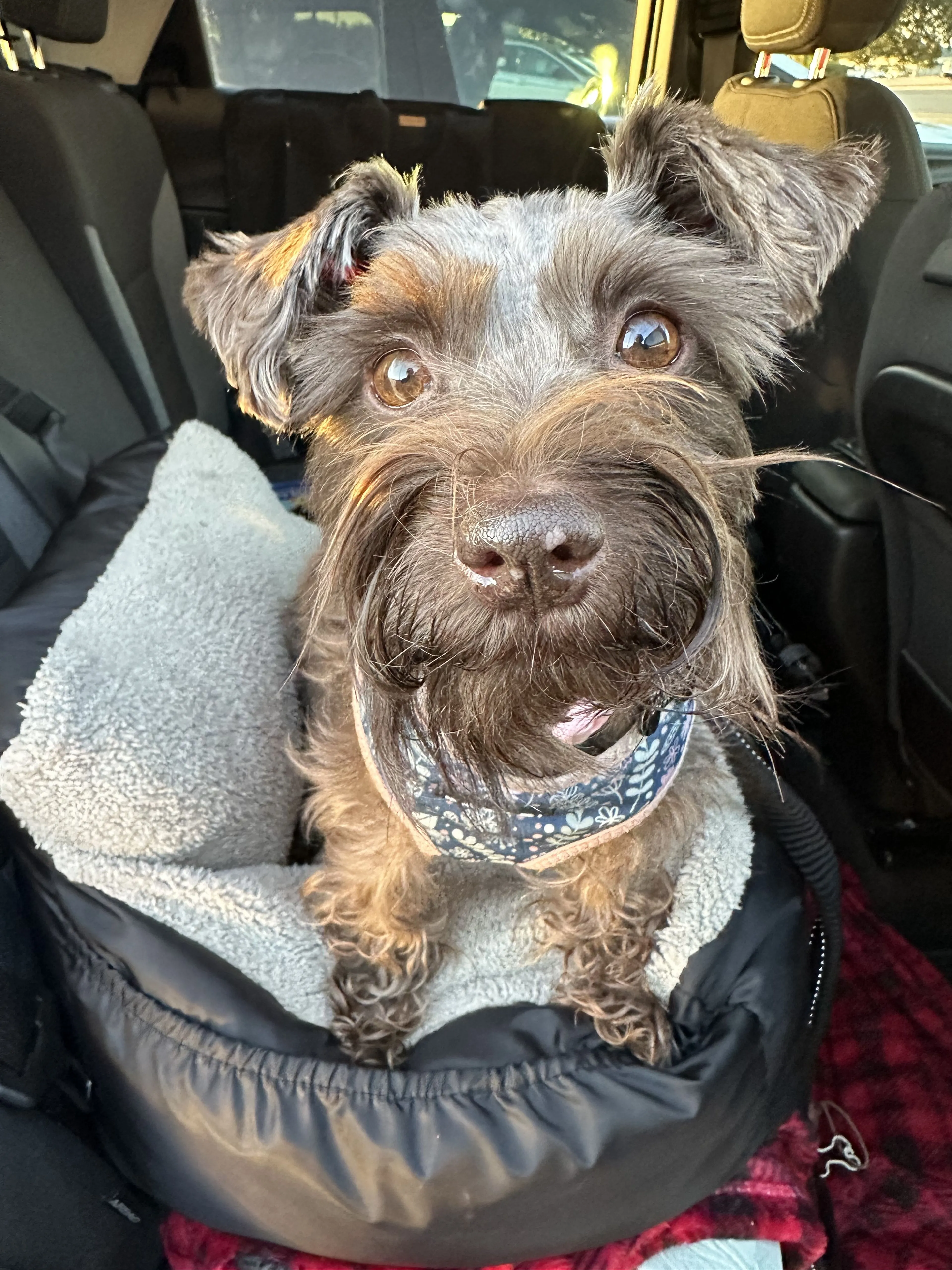Lost pet
