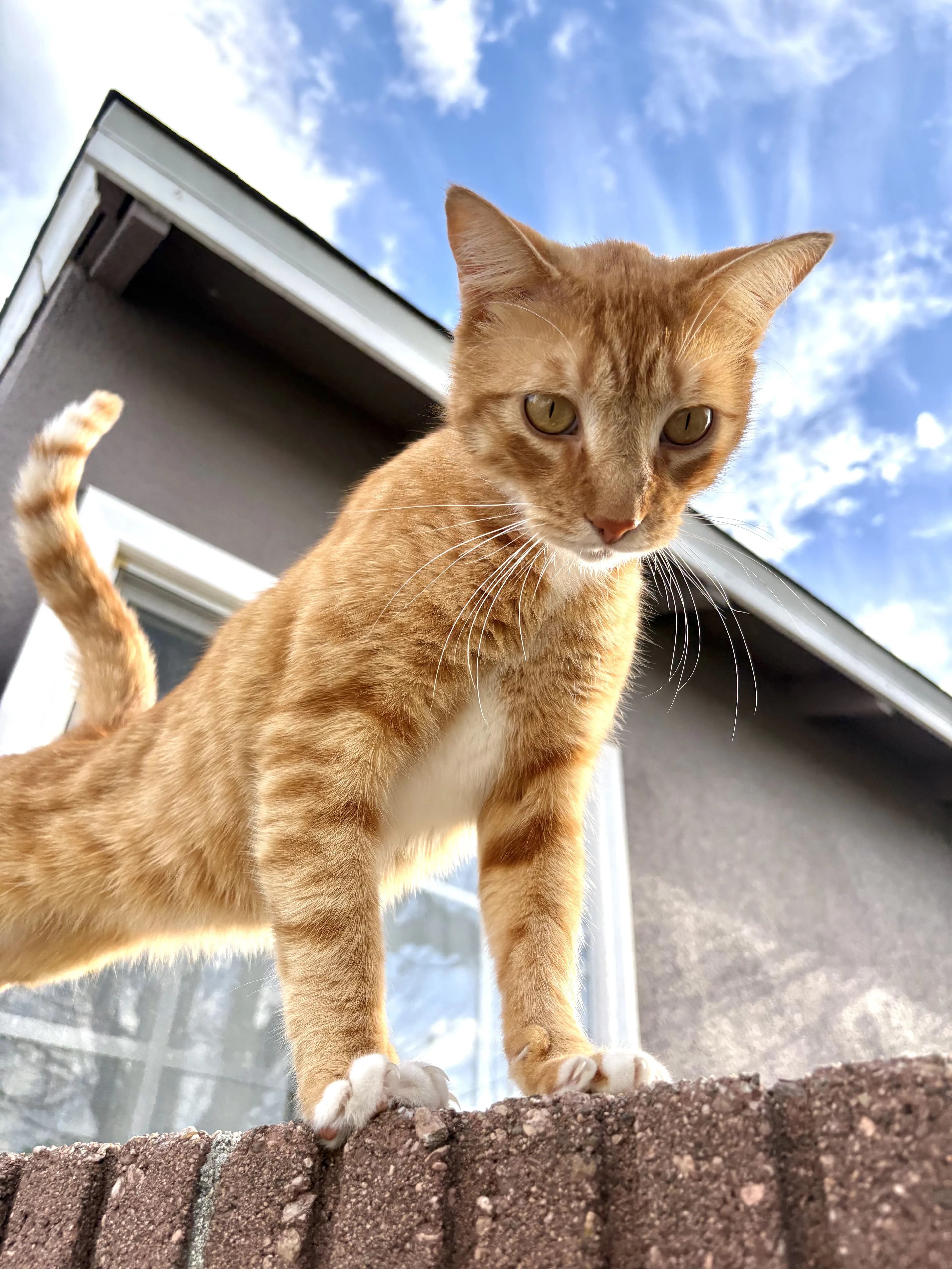 Lost pet-2