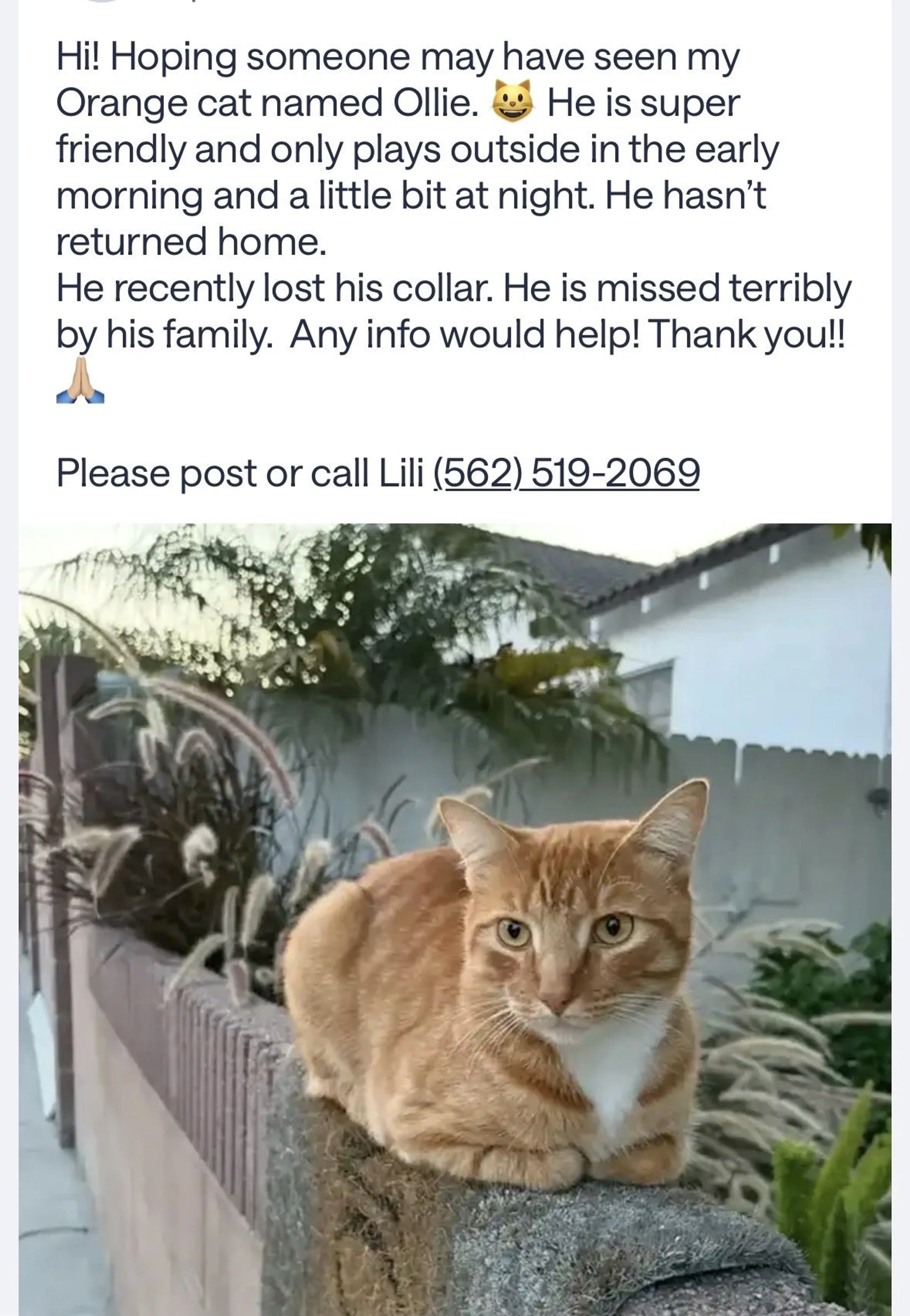 Lost pet-0