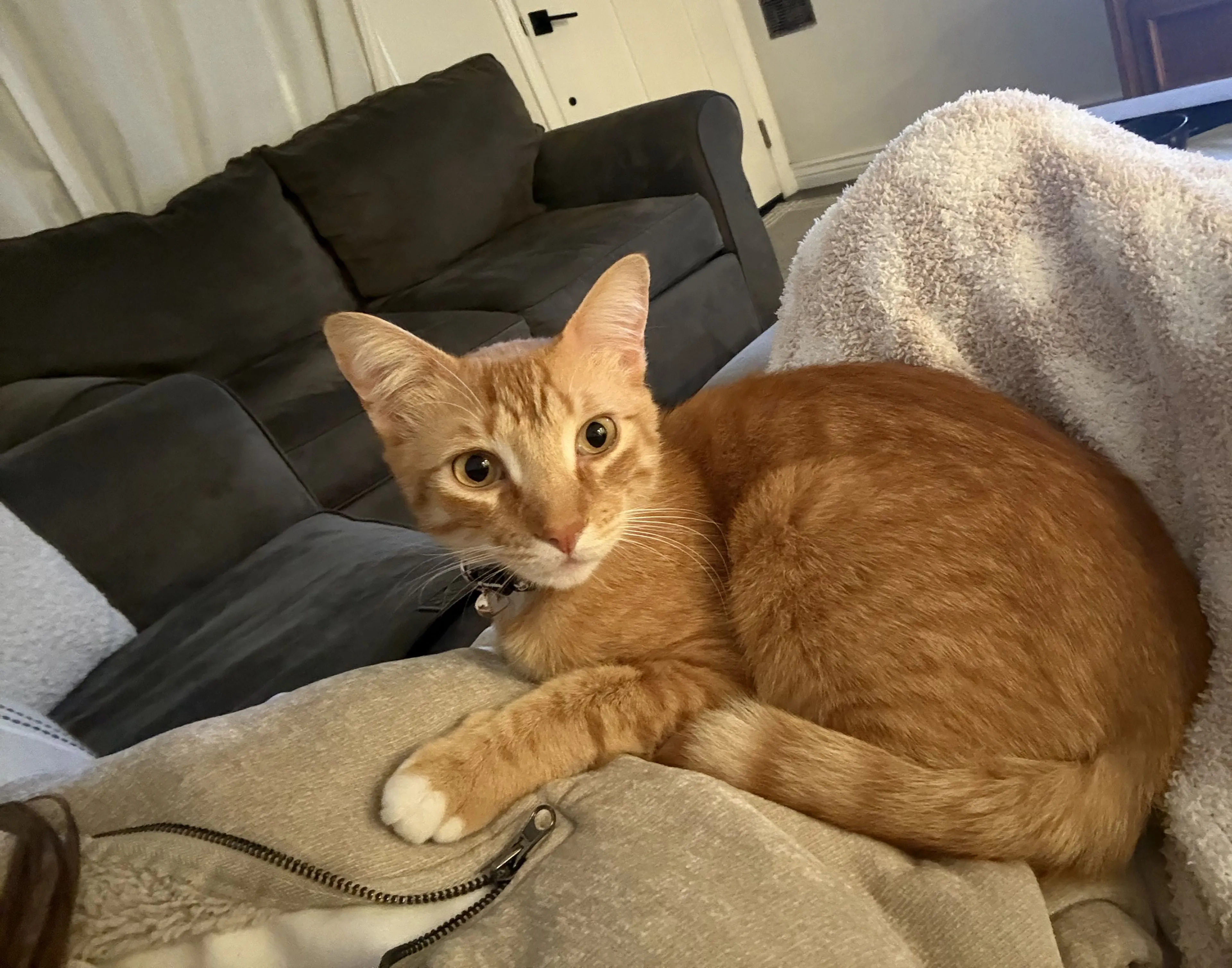 Lost pet-1