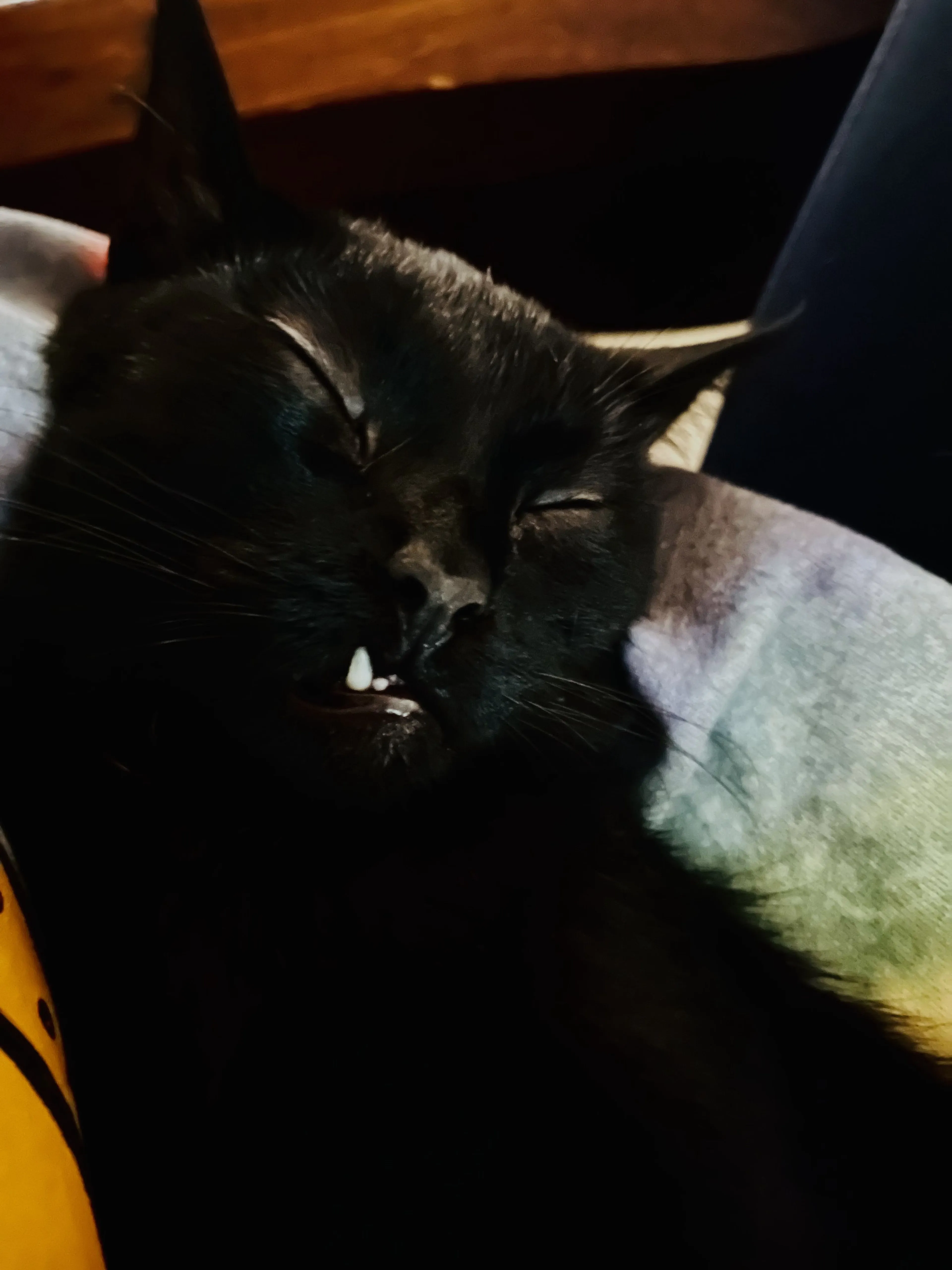 Lost pet