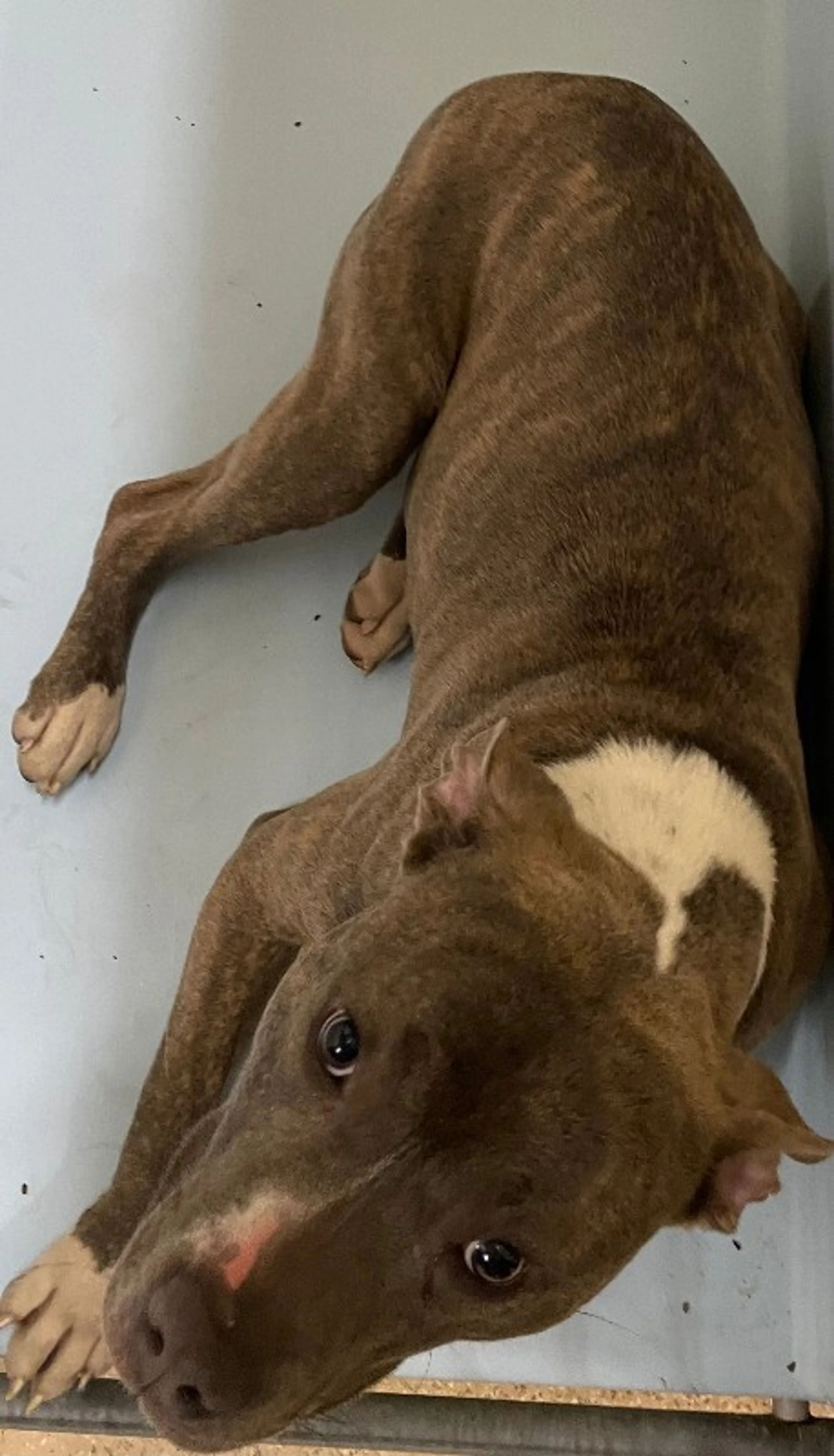 Found pet-3