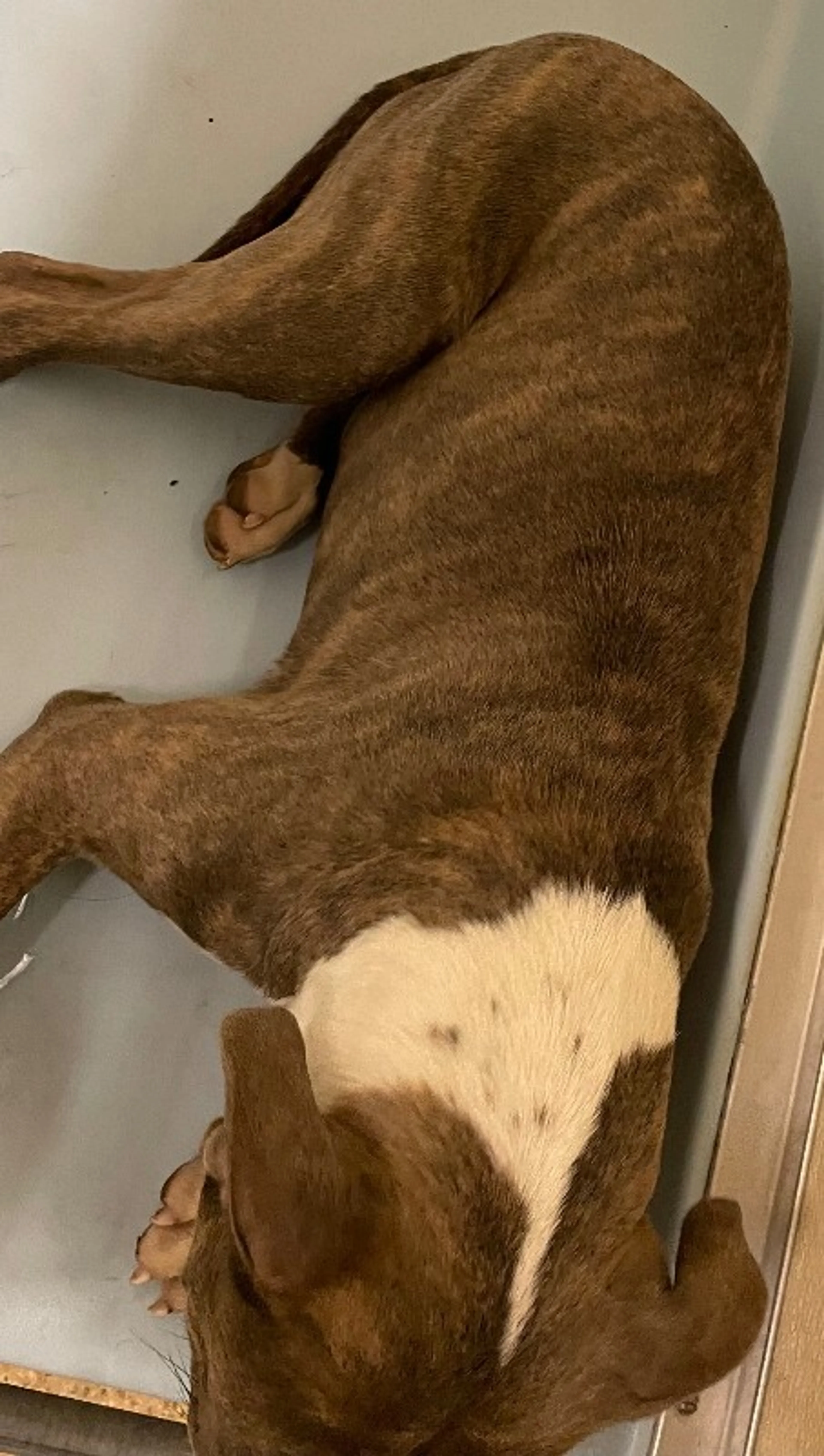 Found pet-2