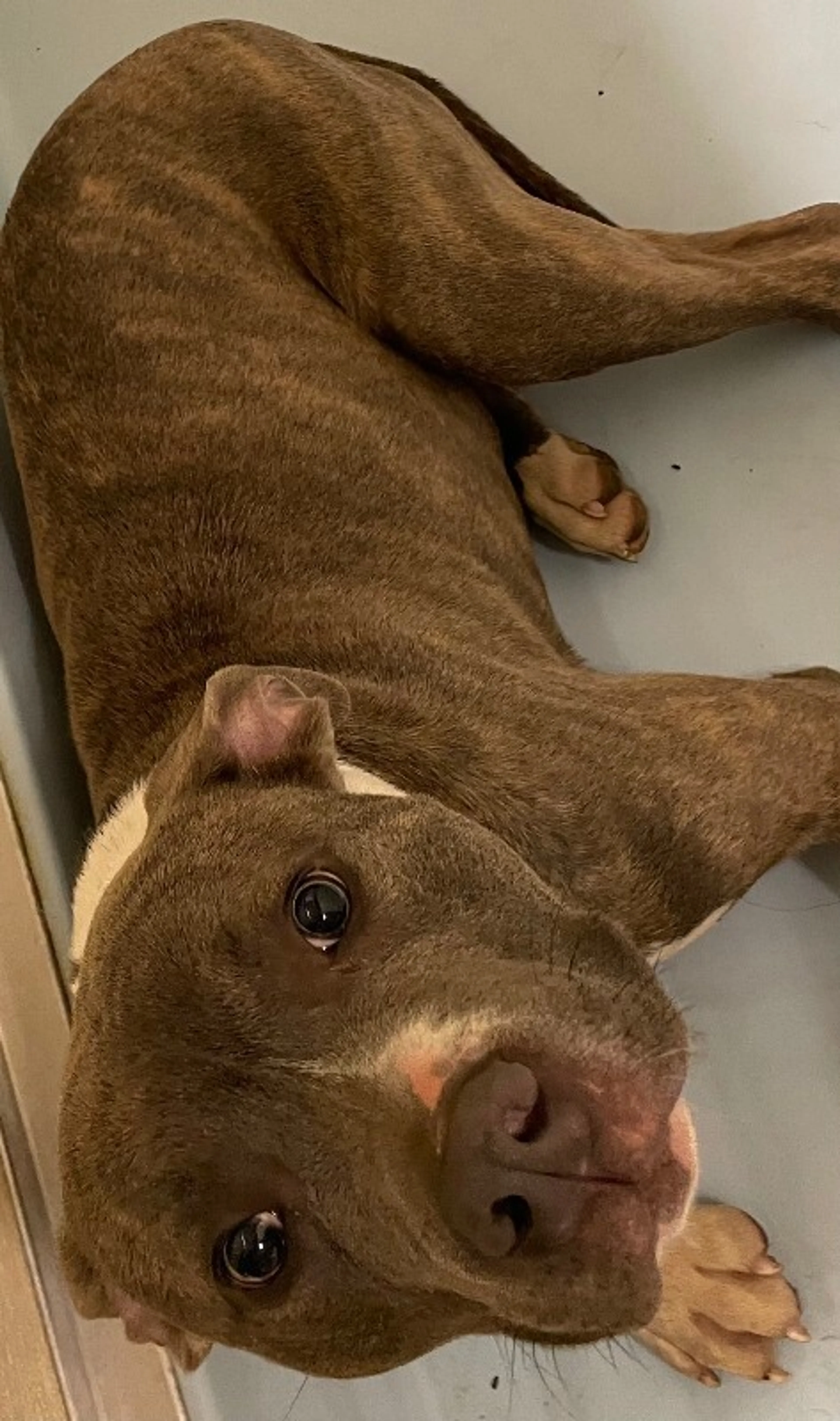 Found pet-1
