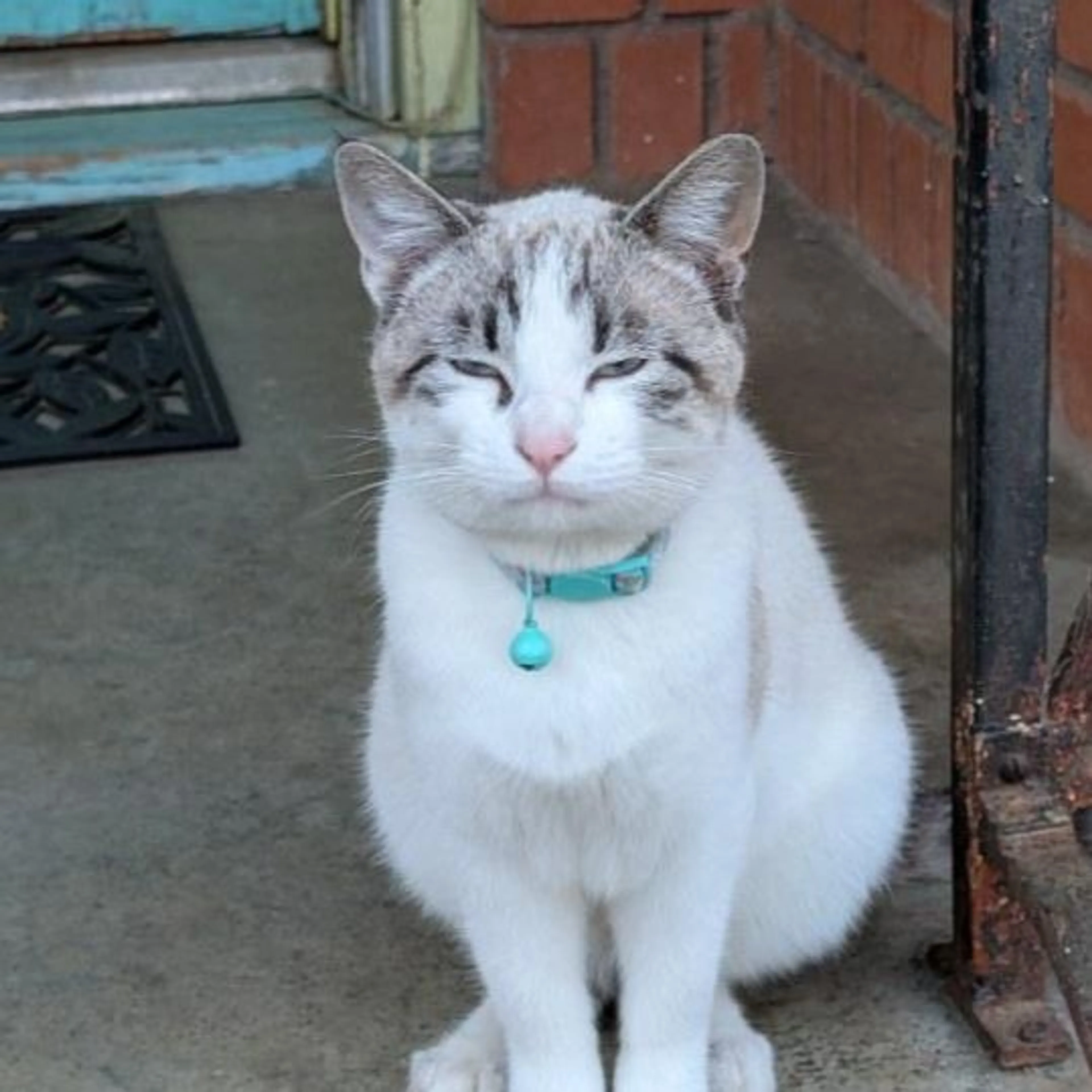 Lost pet