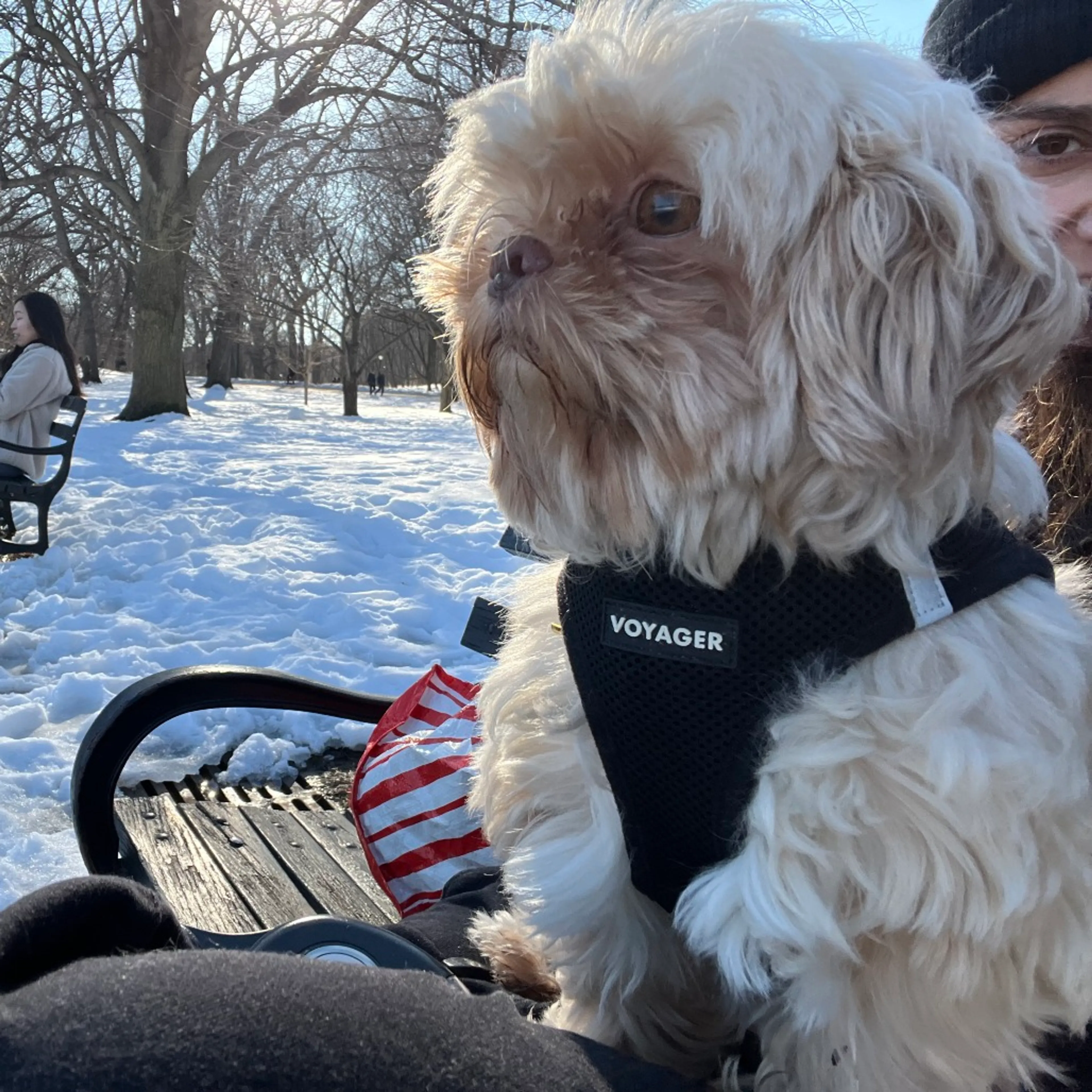 Found pet-3