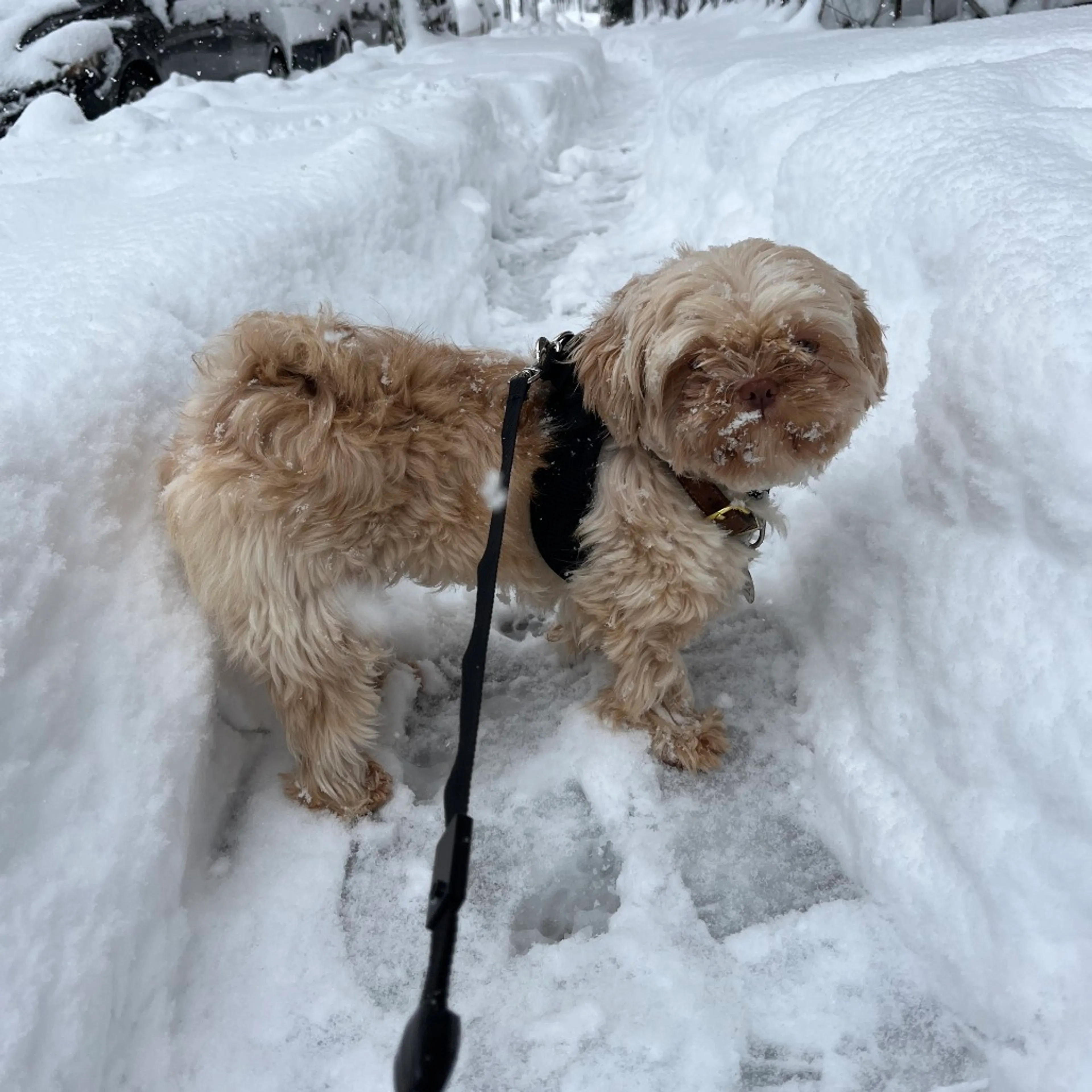 Found pet-2