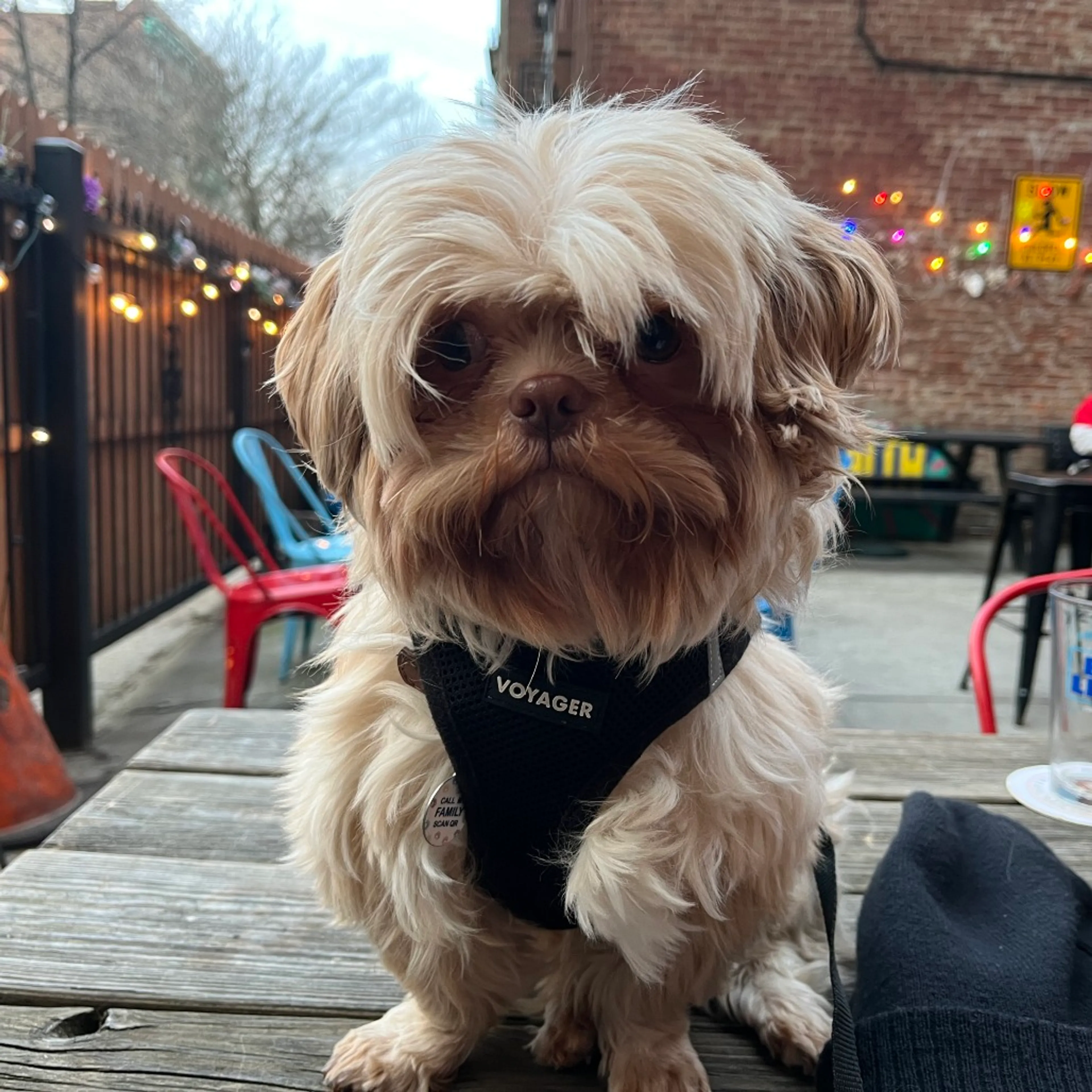 Found pet-1