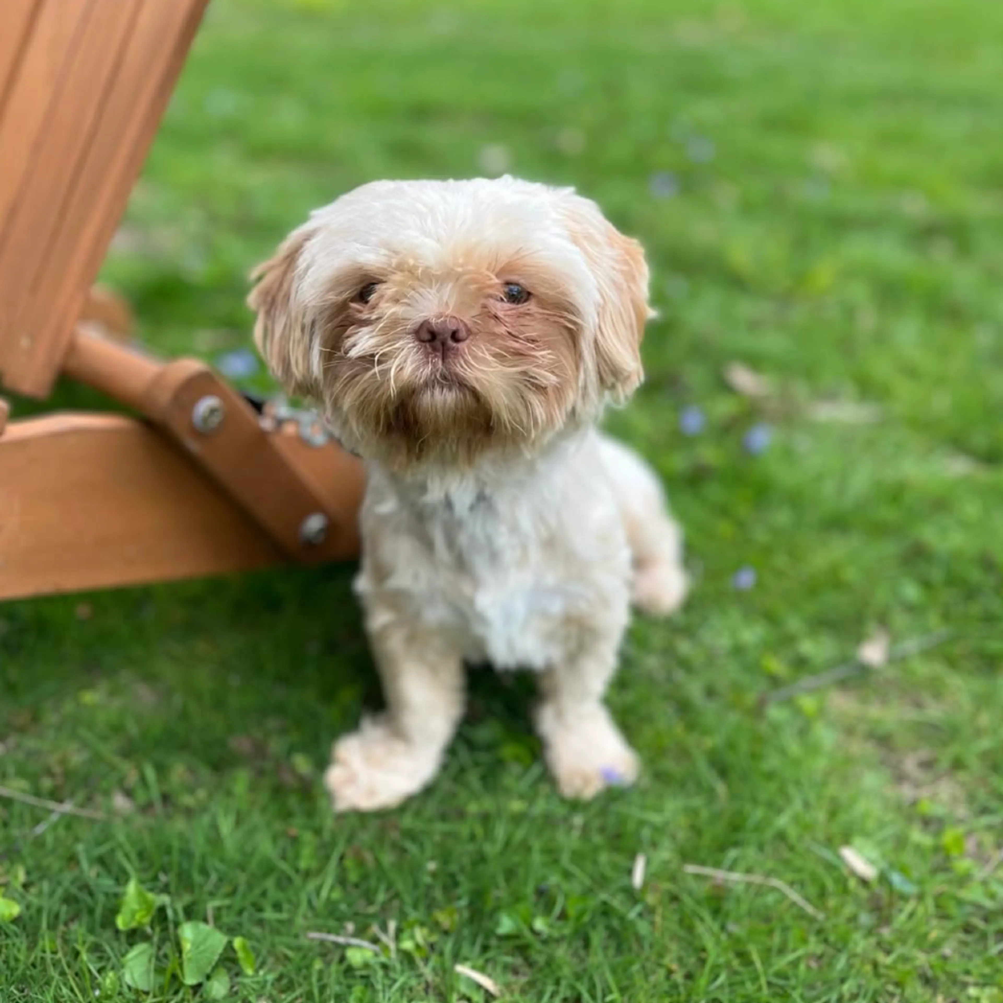 Found pet-4