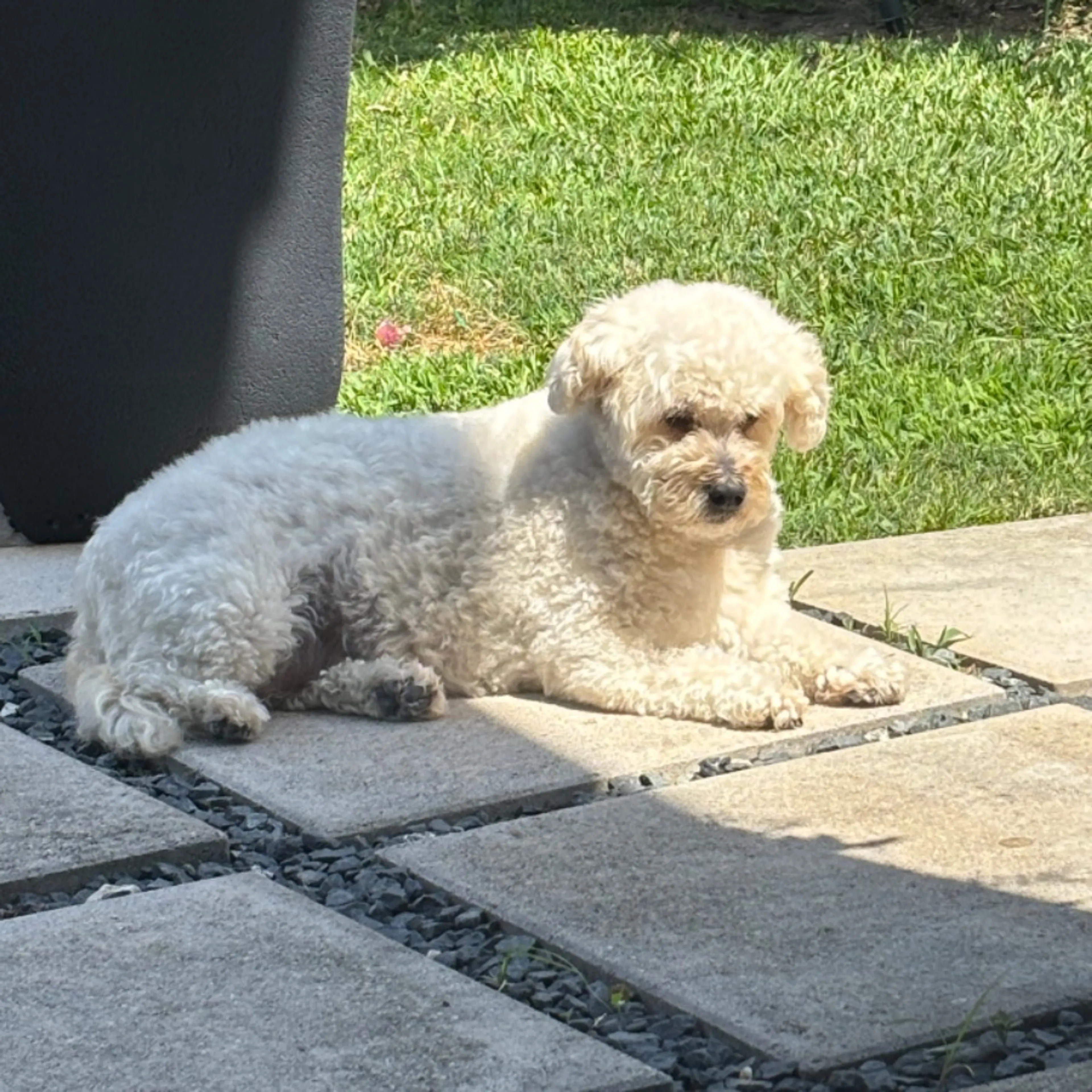 Lost pet