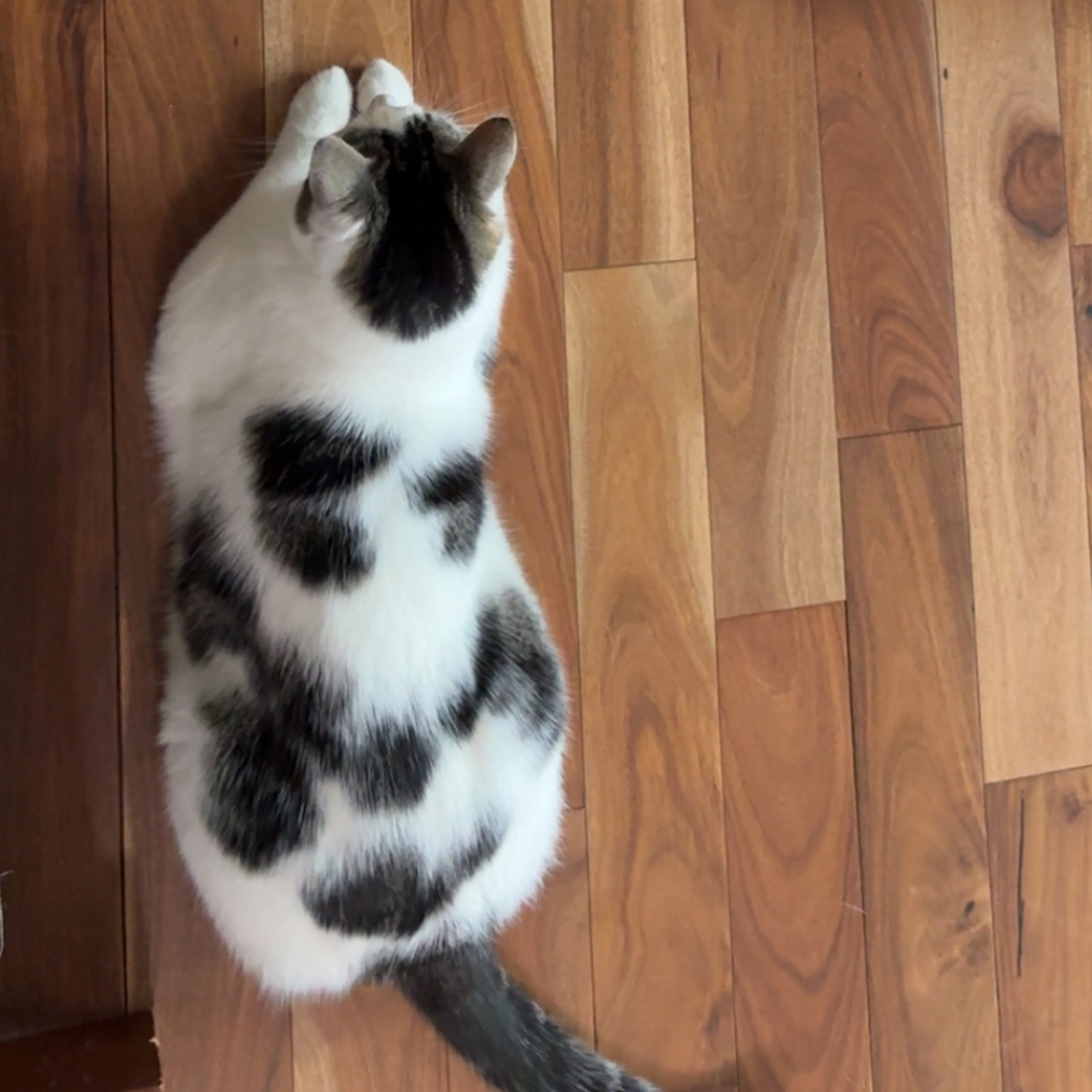 Lost pet-3