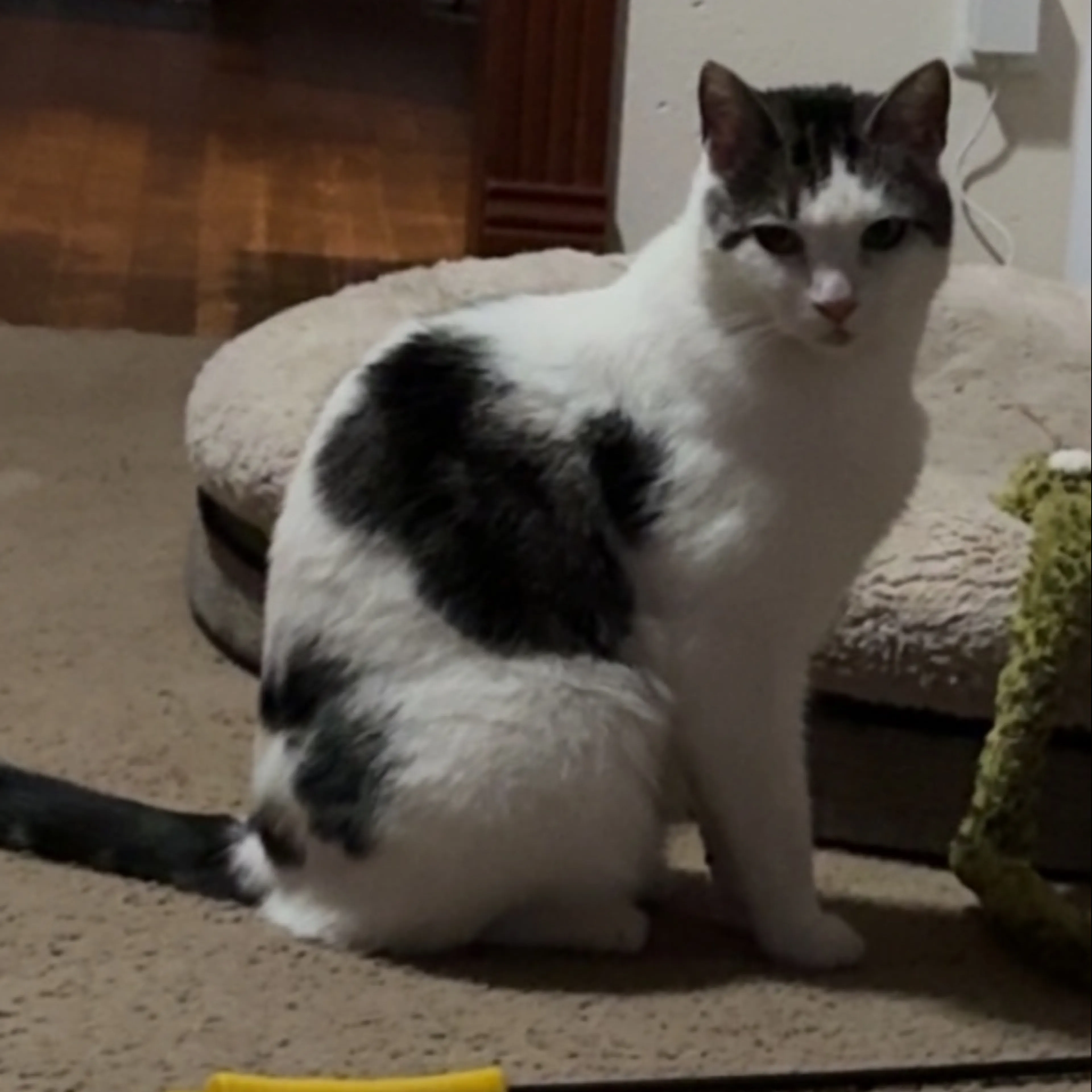 Lost pet-1