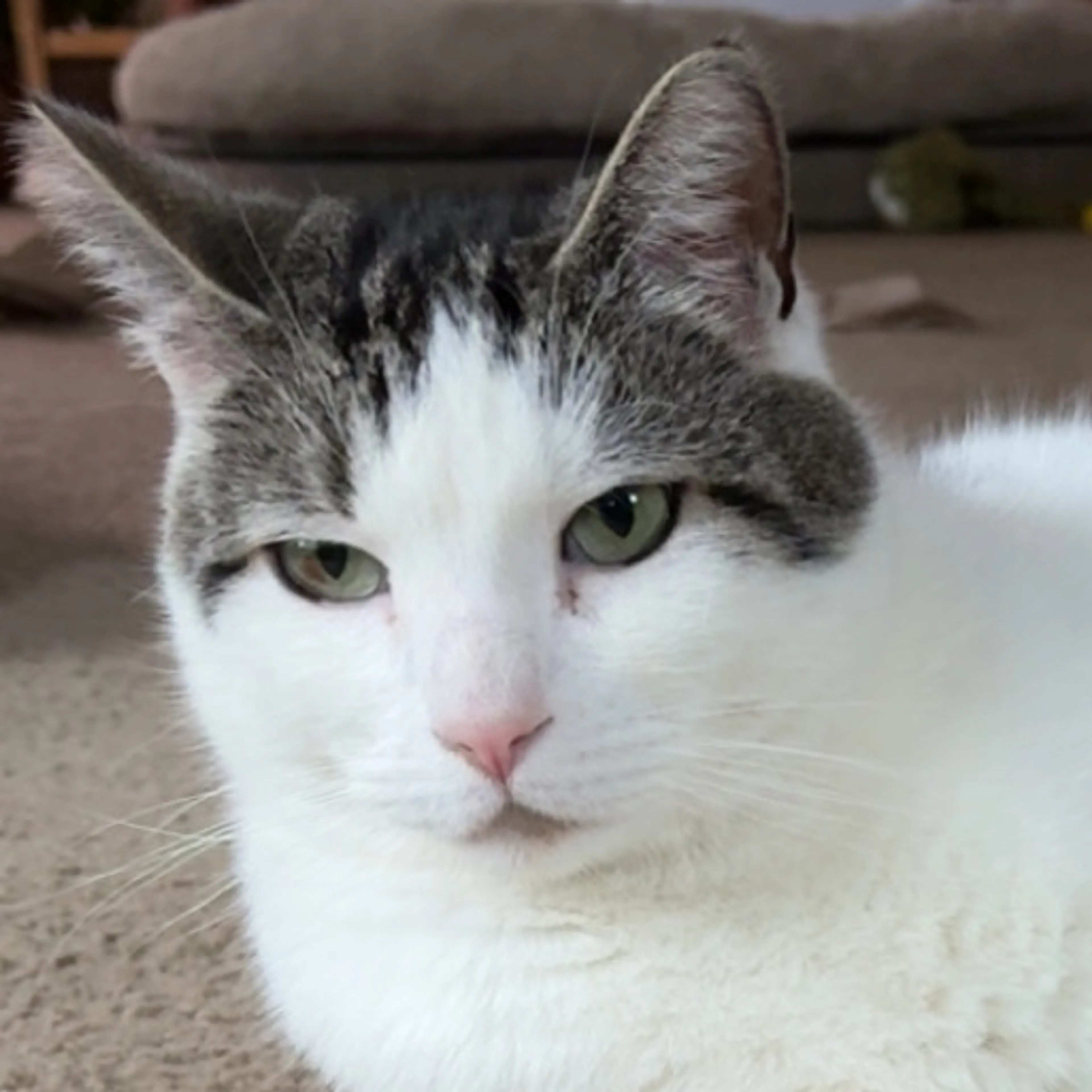 Lost pet-2