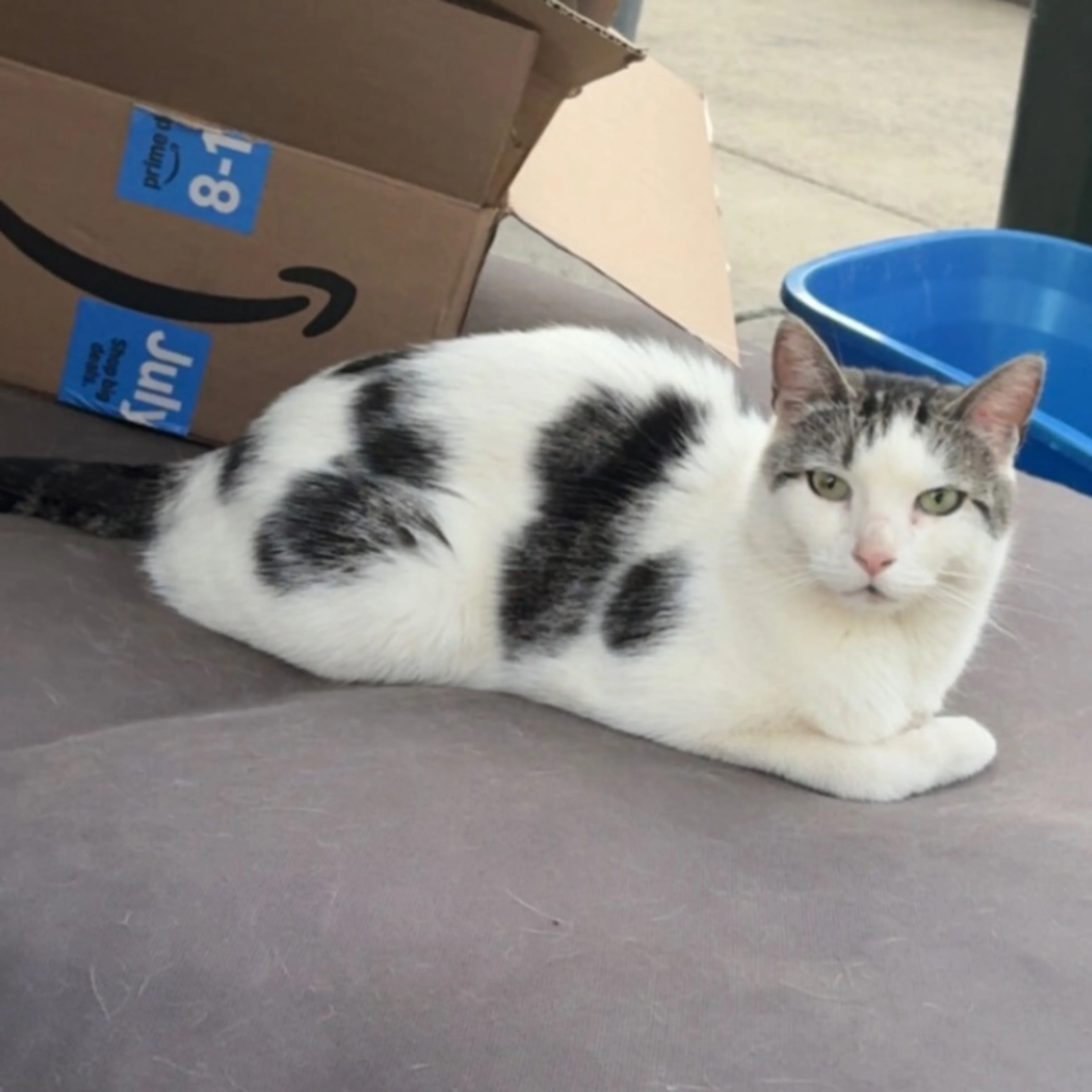 Lost pet-0