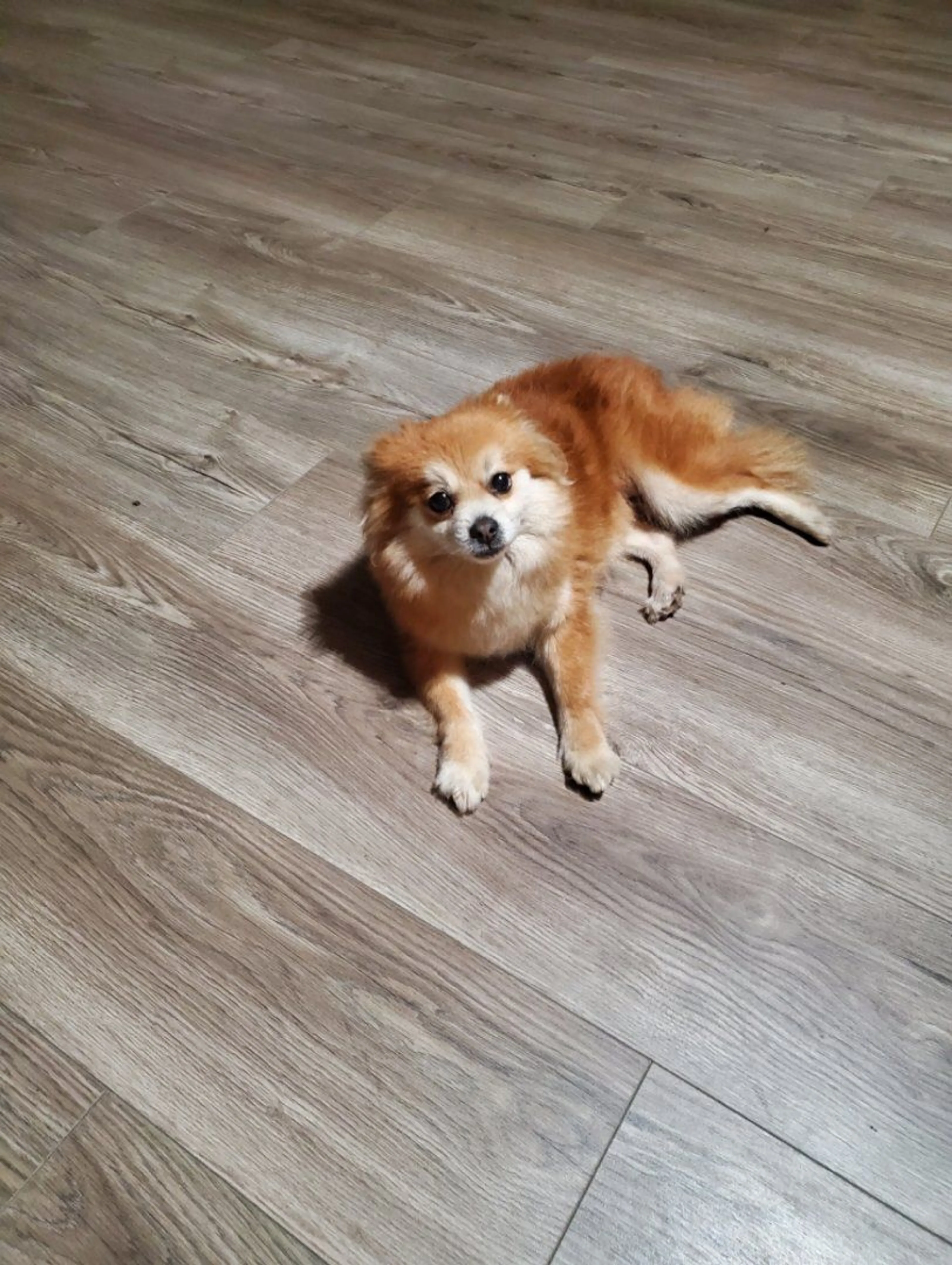 Lost pet
