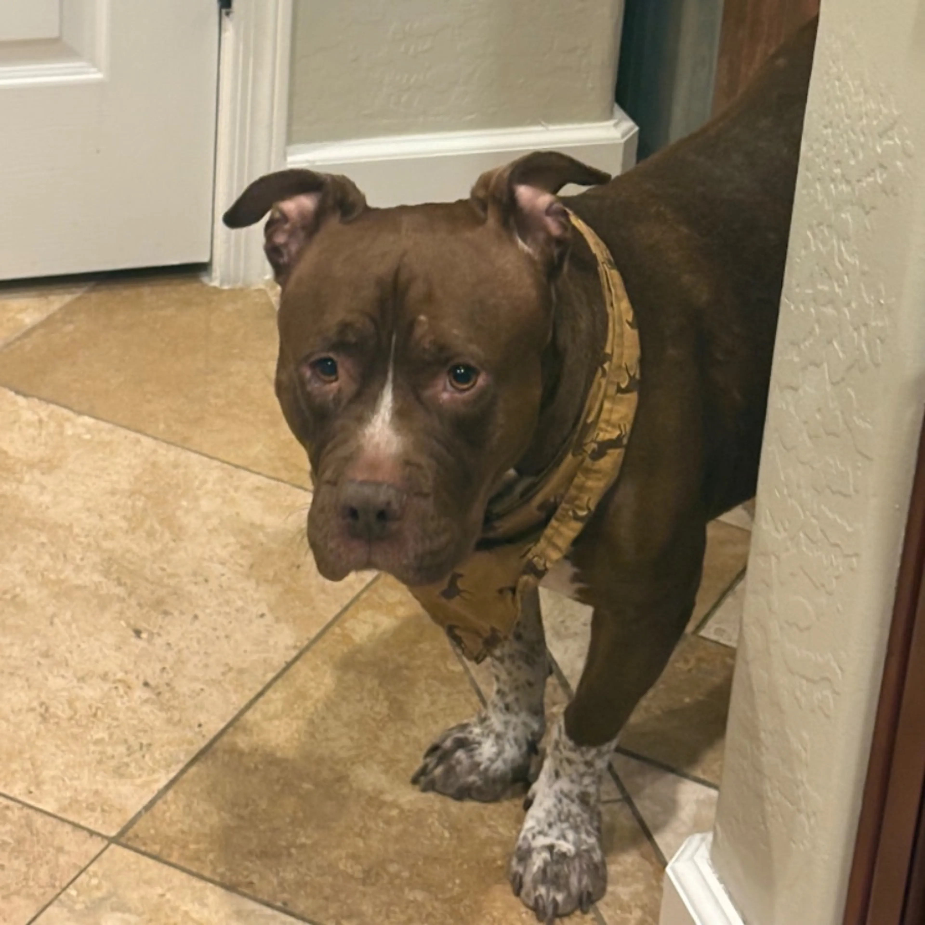 Lost pet