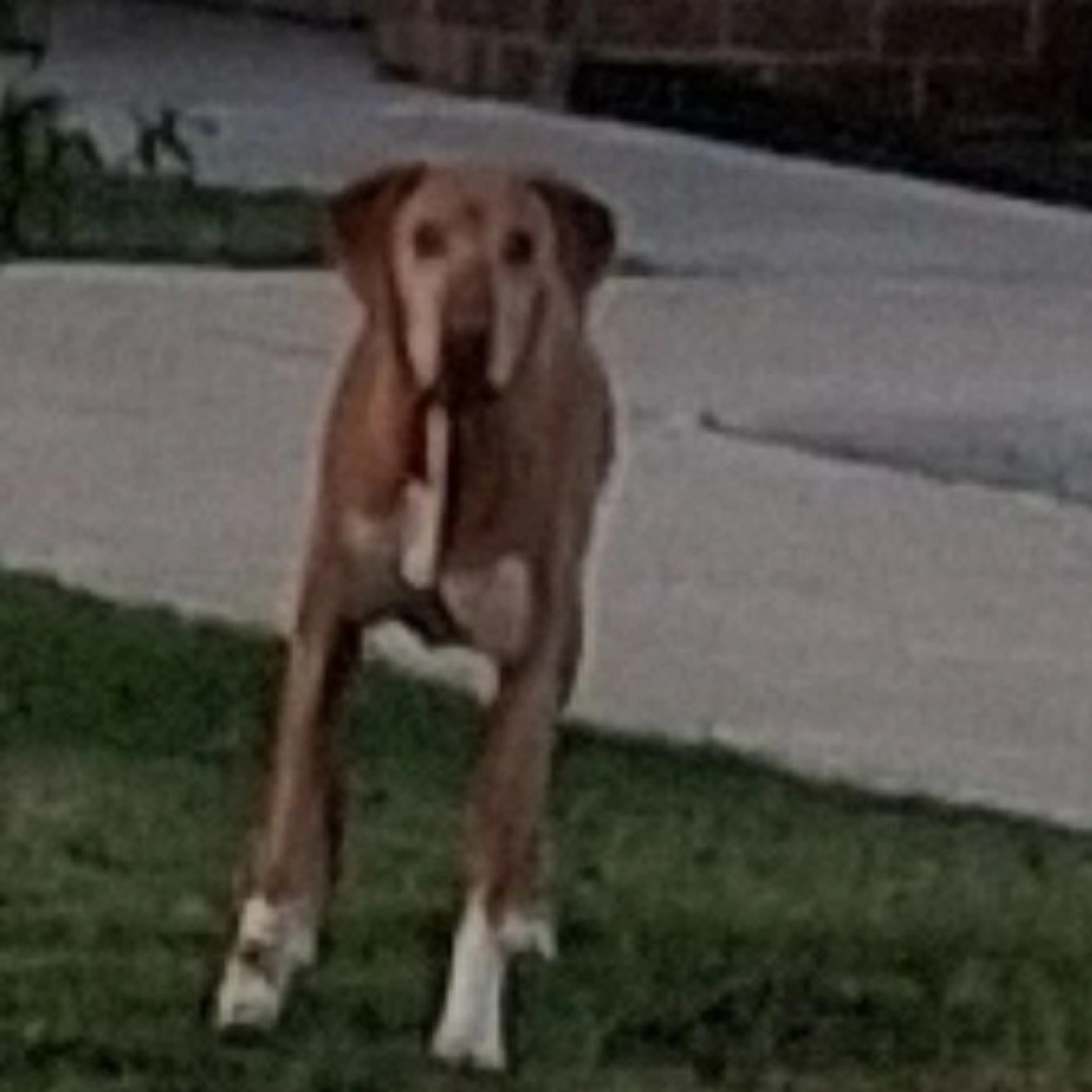 Found pet-0