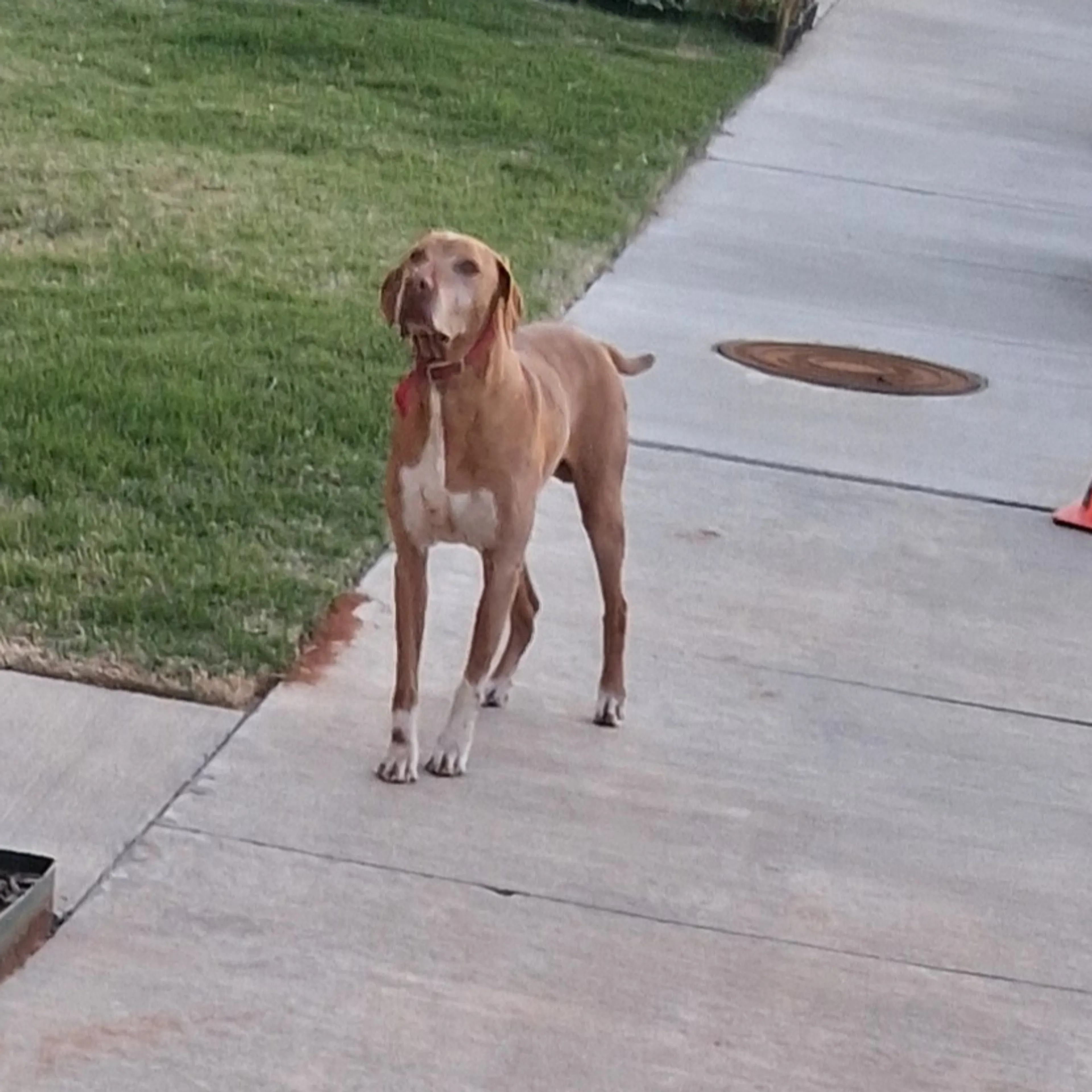 Found pet-1