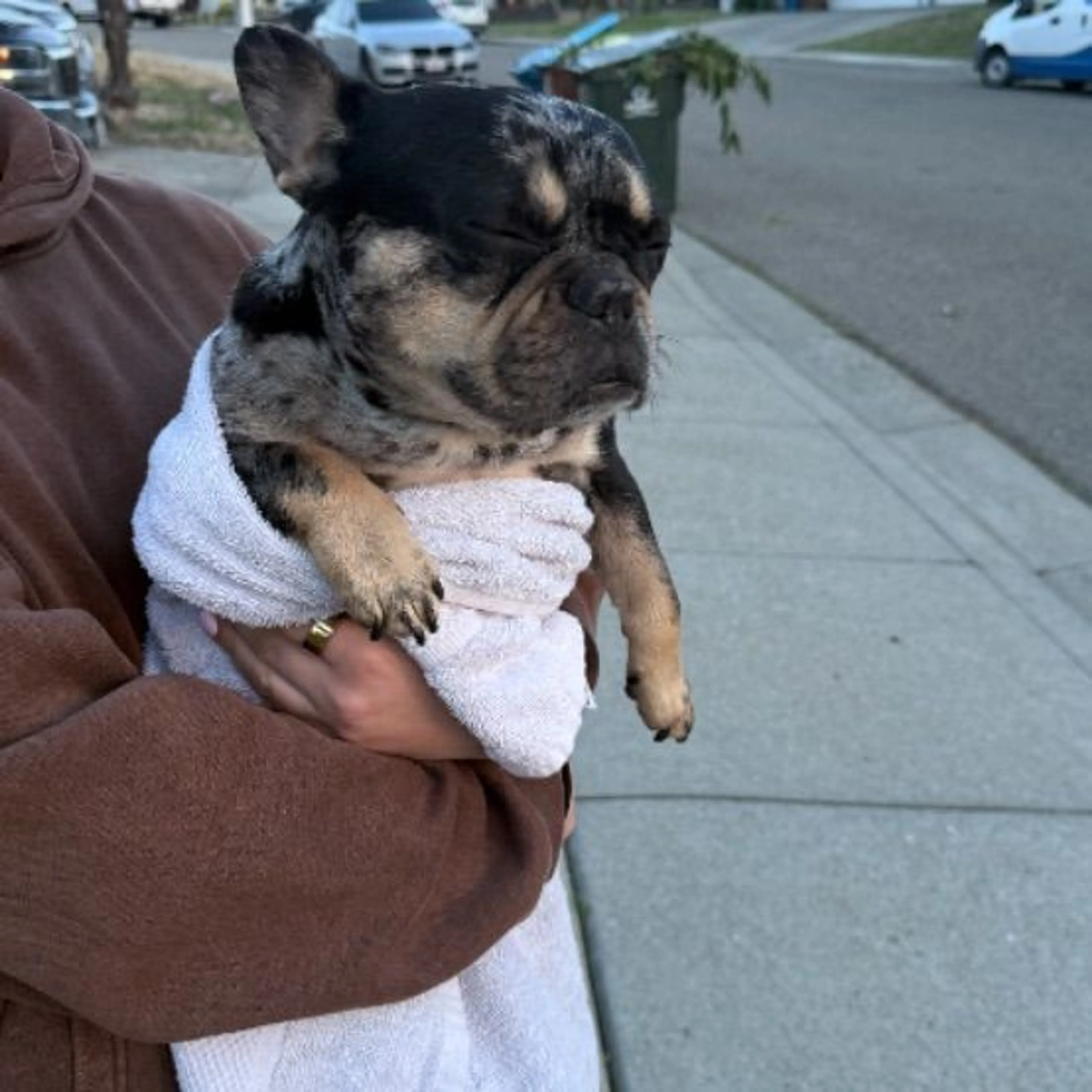 Found pet