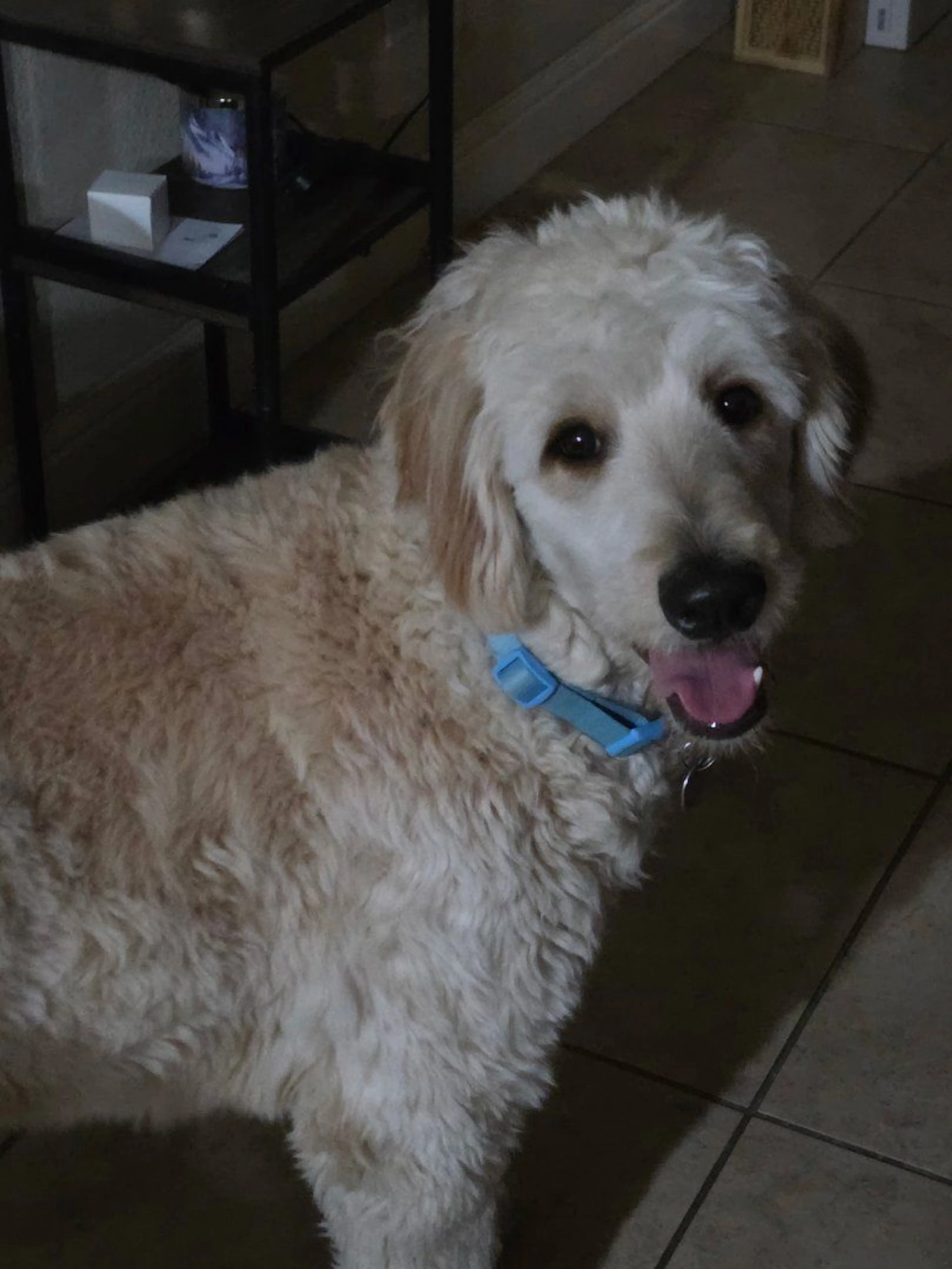 Lost pet-1