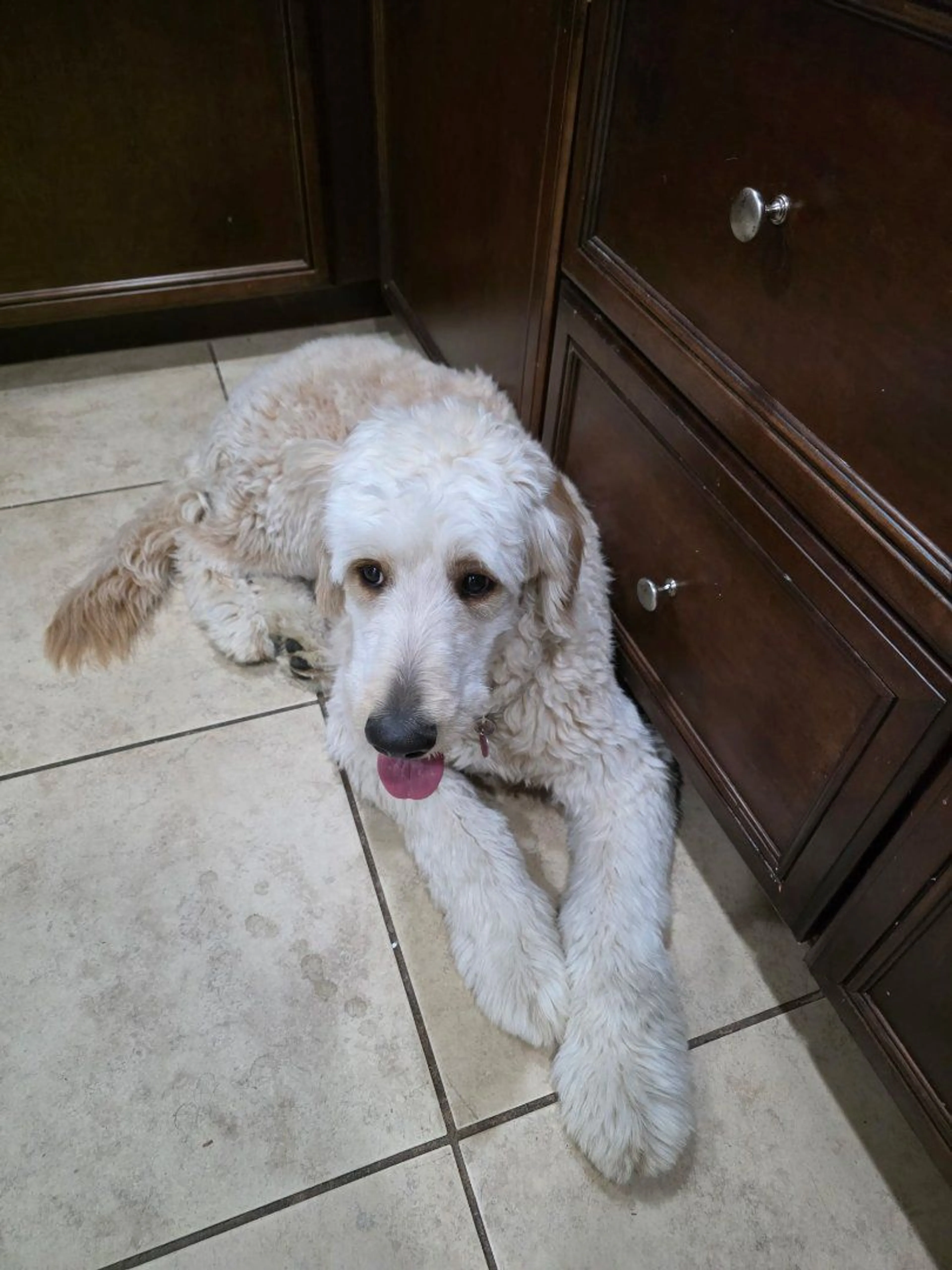 Lost pet-3