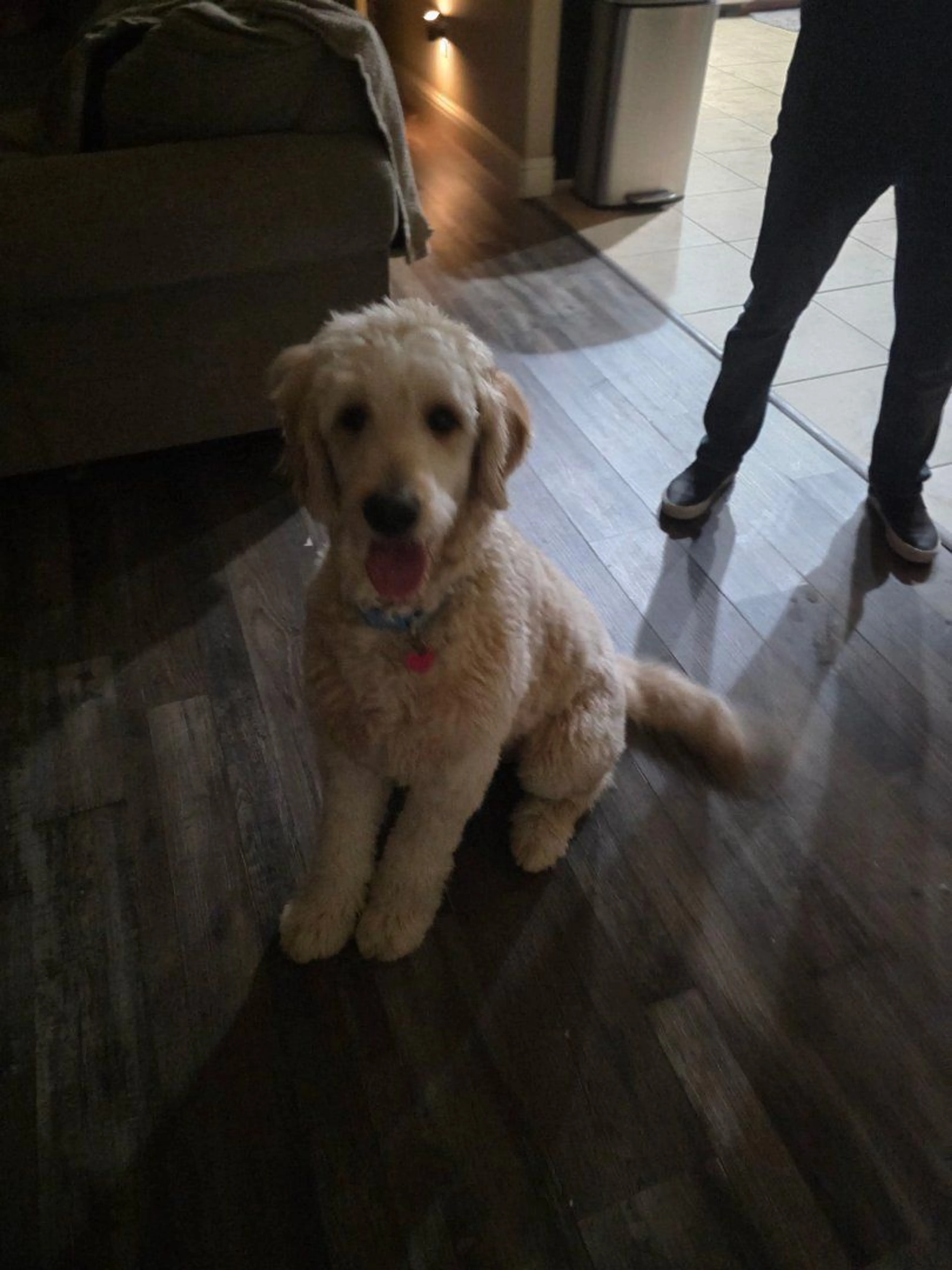Lost pet-0