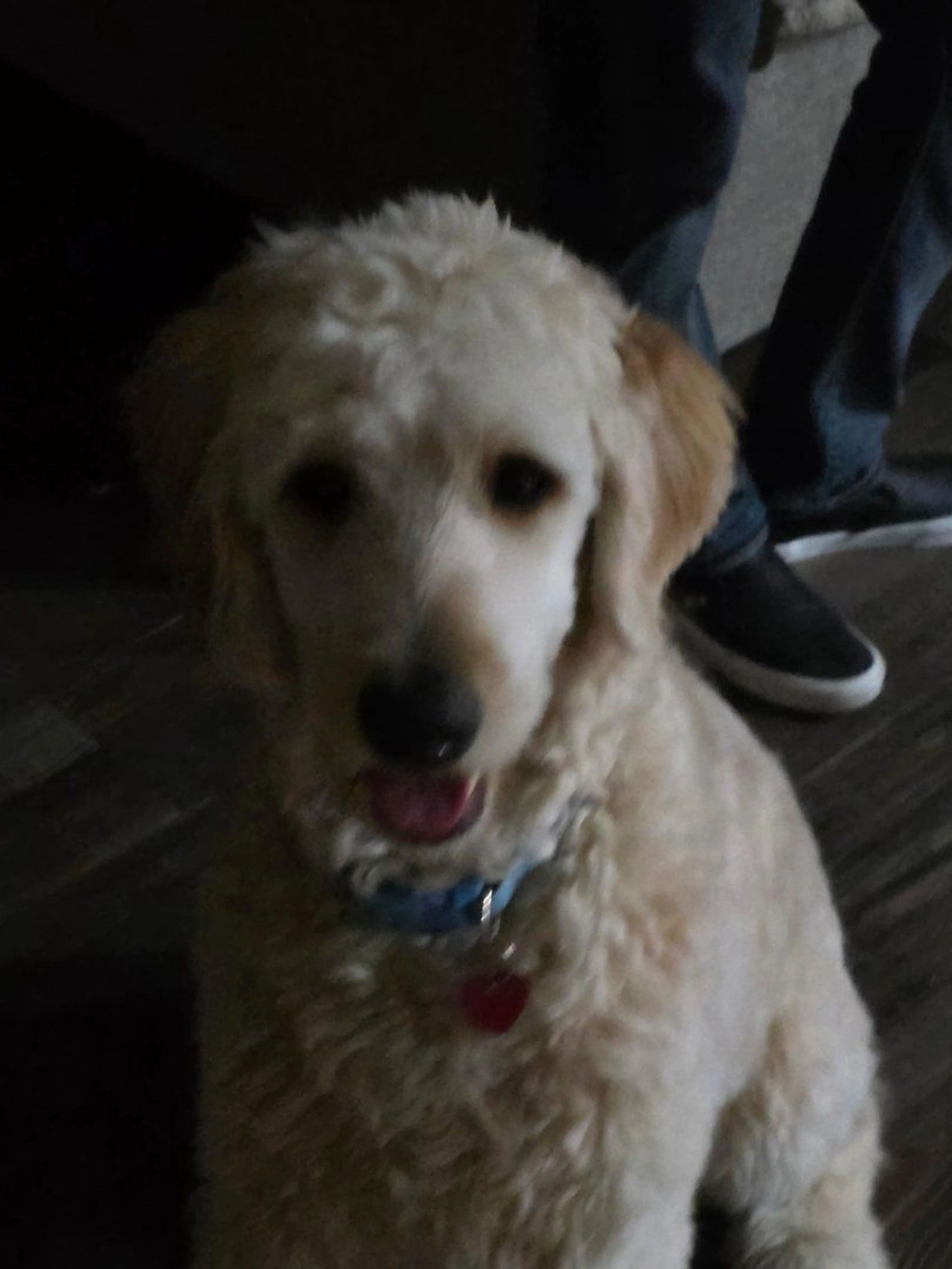 Lost pet-2
