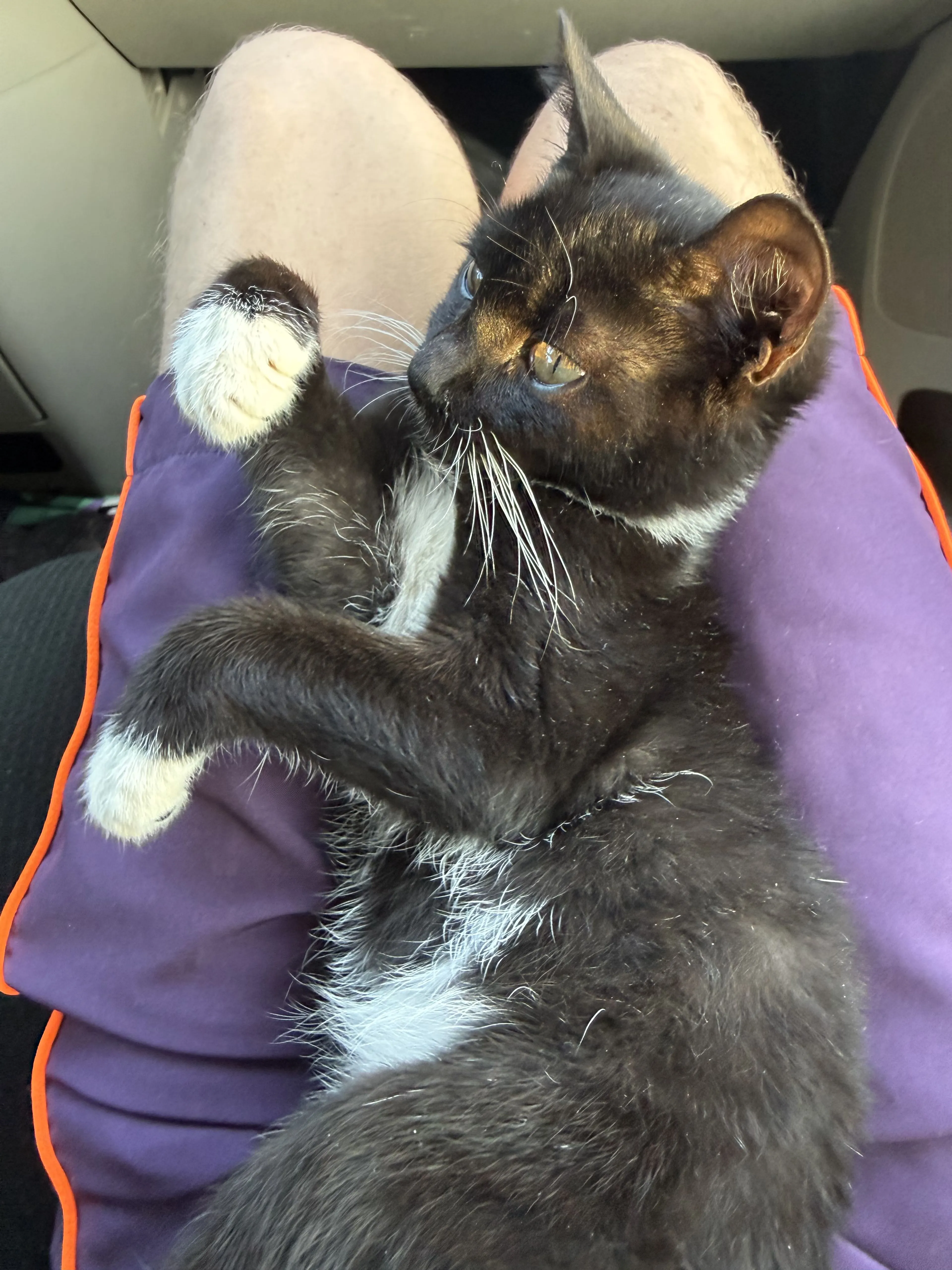 Lost pet-2