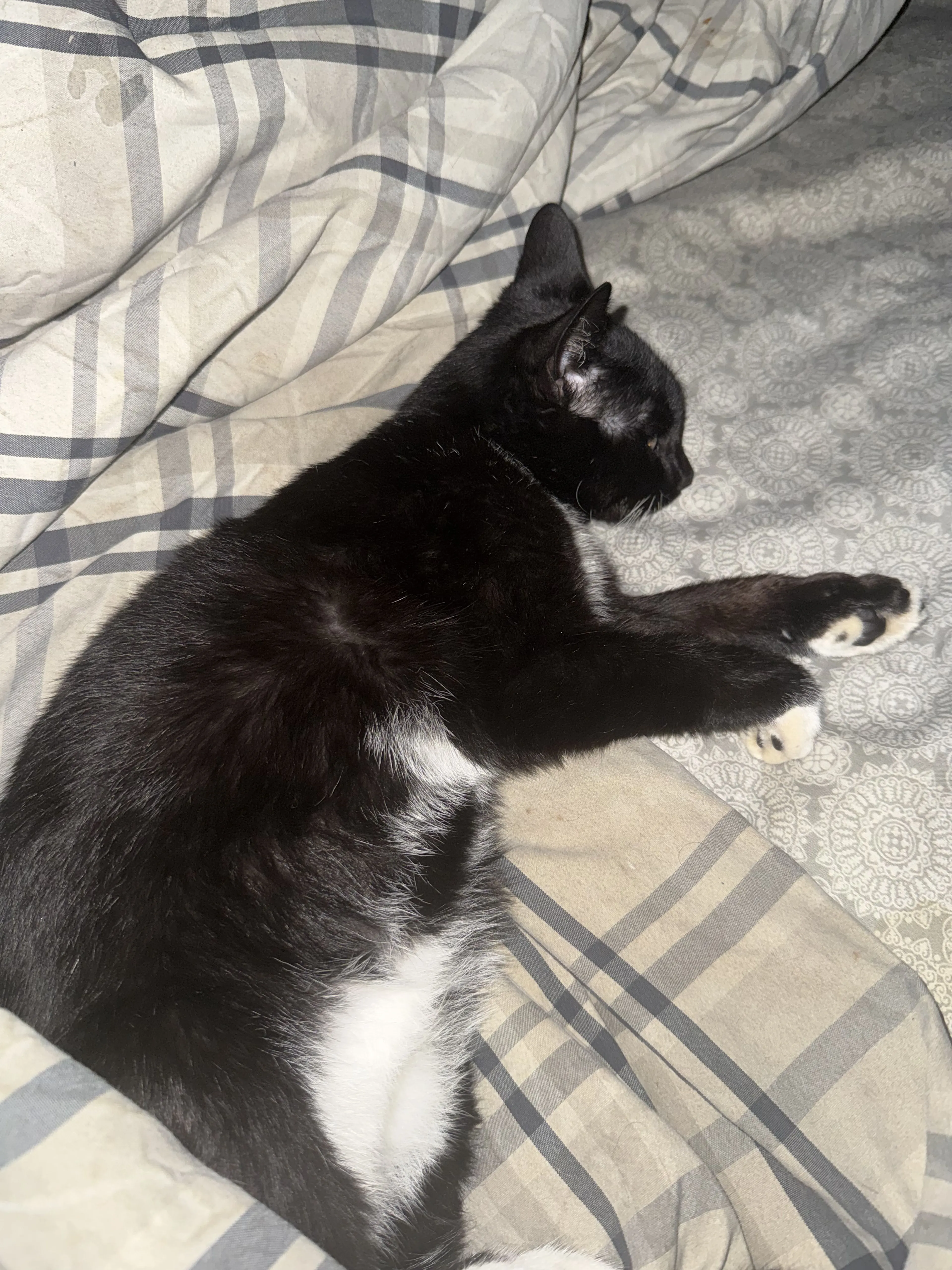 Lost pet-0