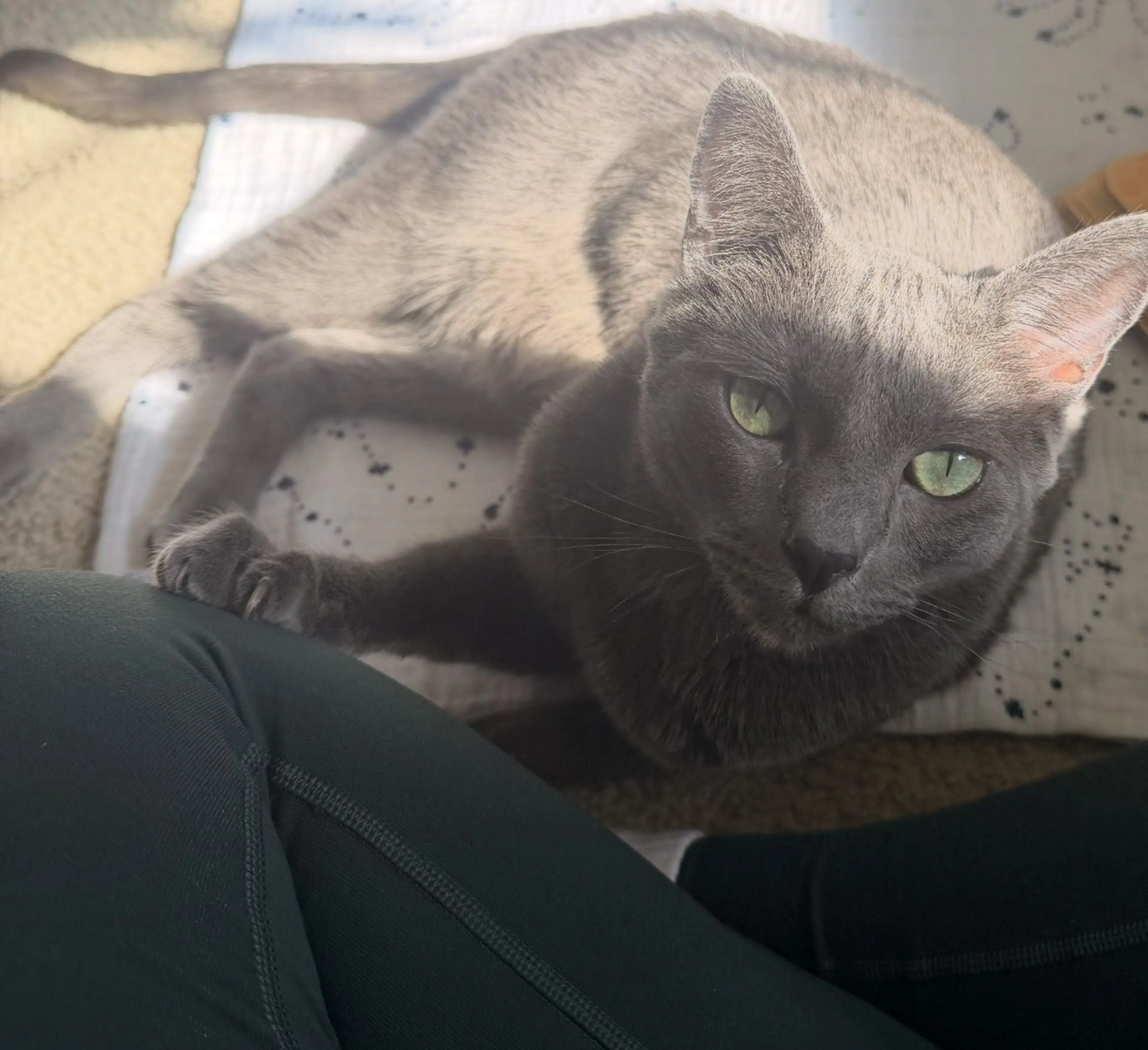 Lost pet-1