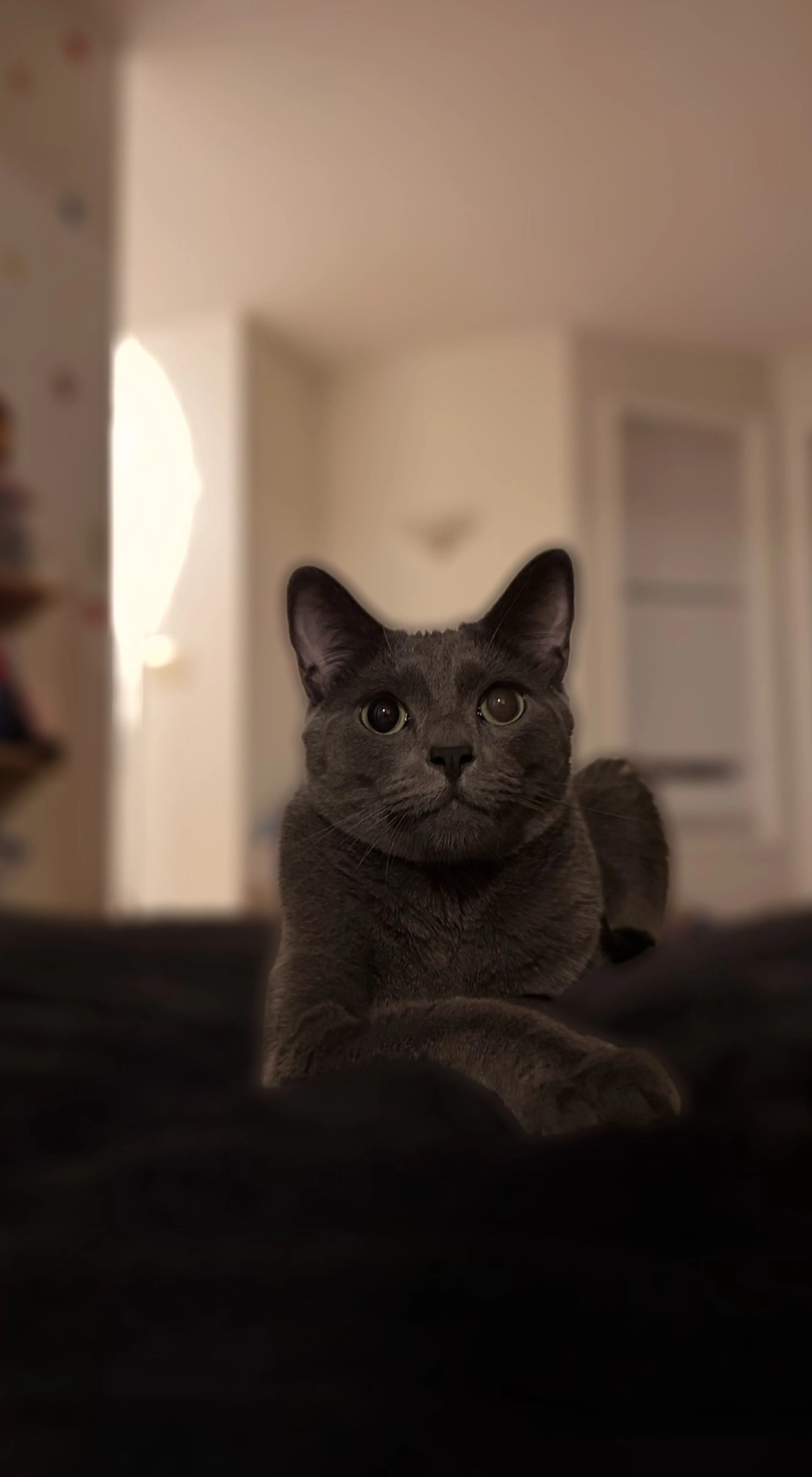 Lost pet-0