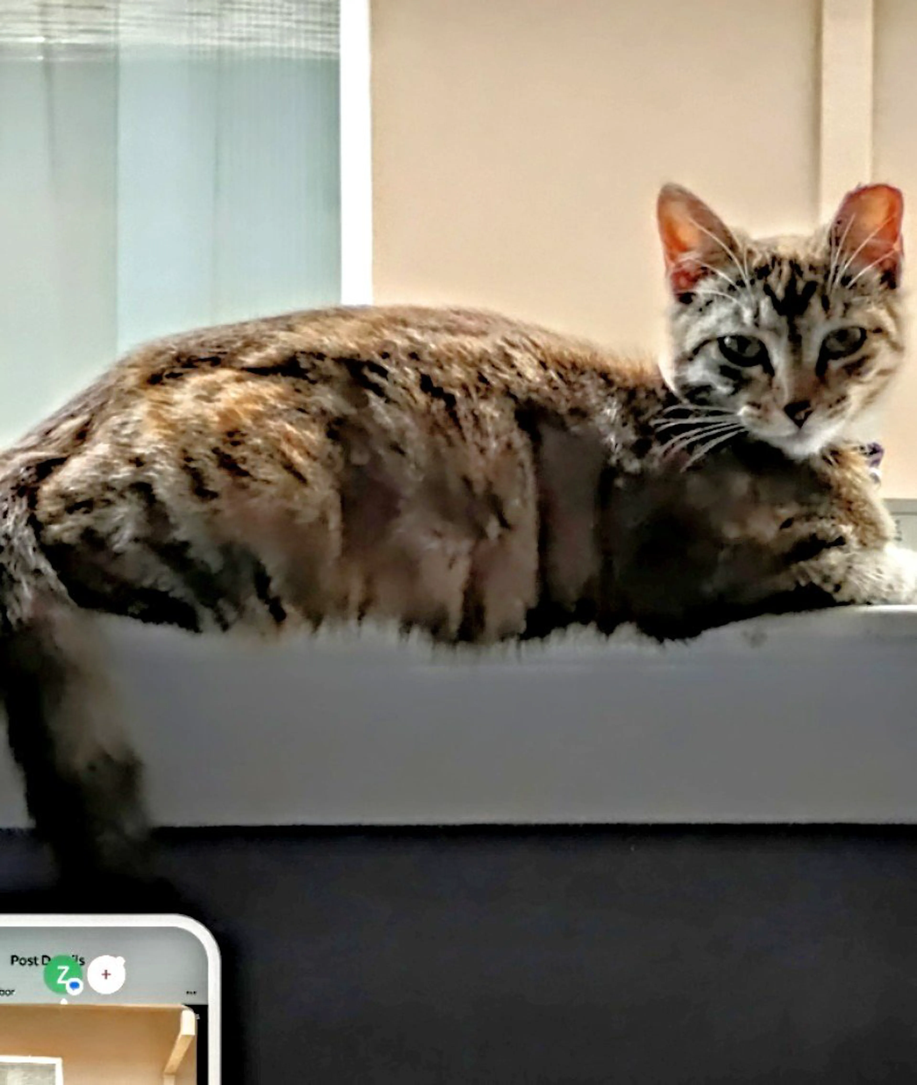 Lost pet