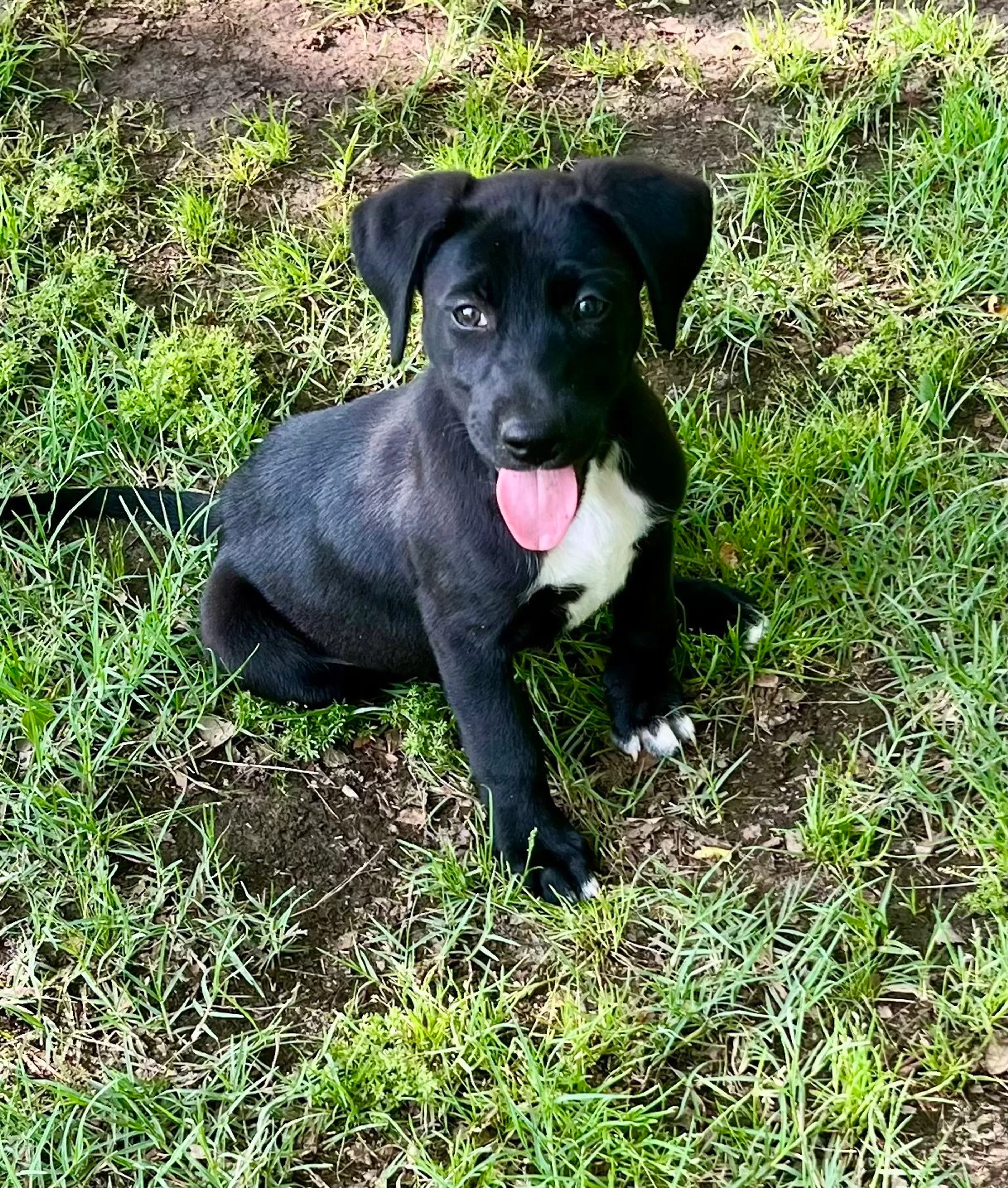 Found pet-1