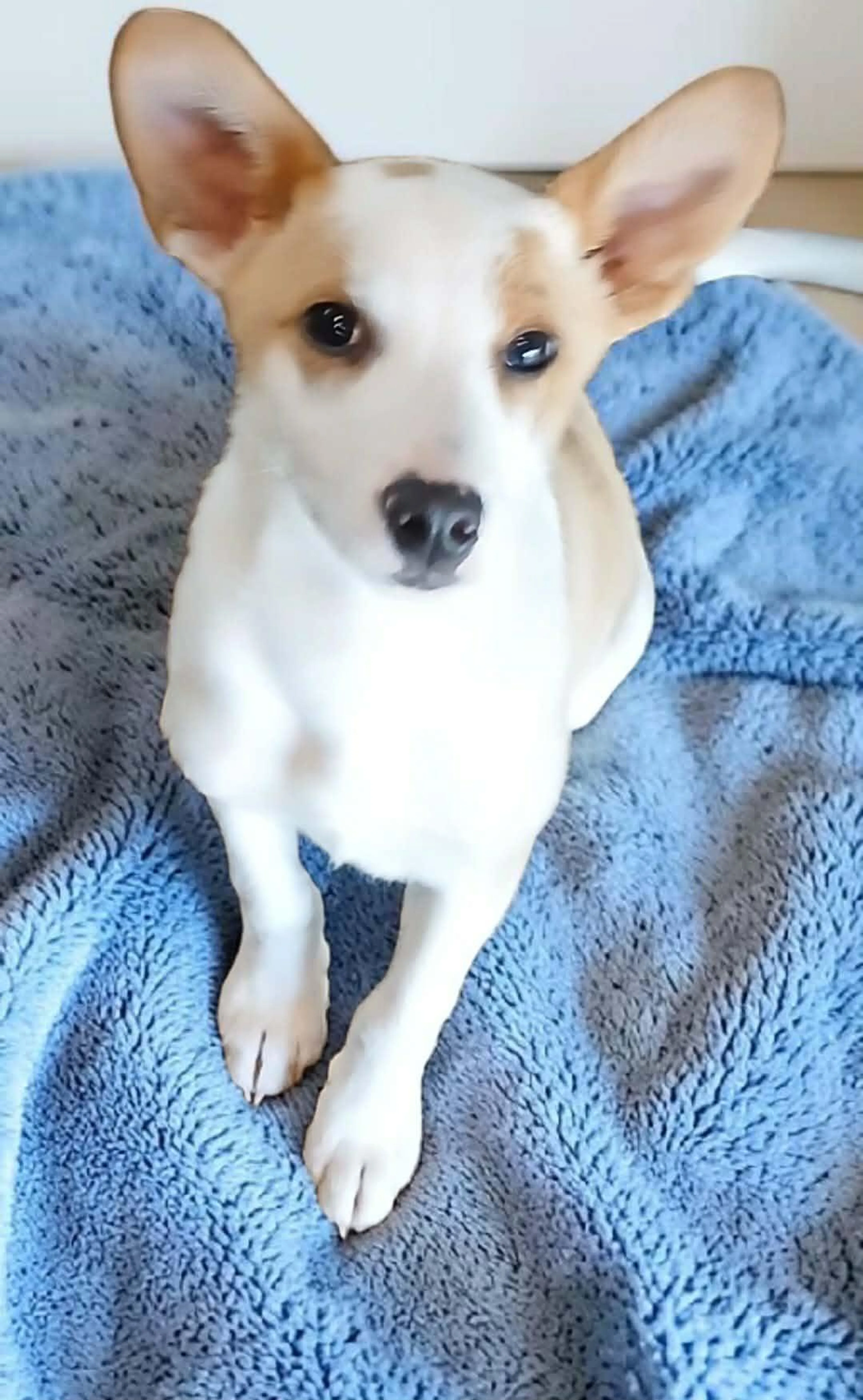 Found pet