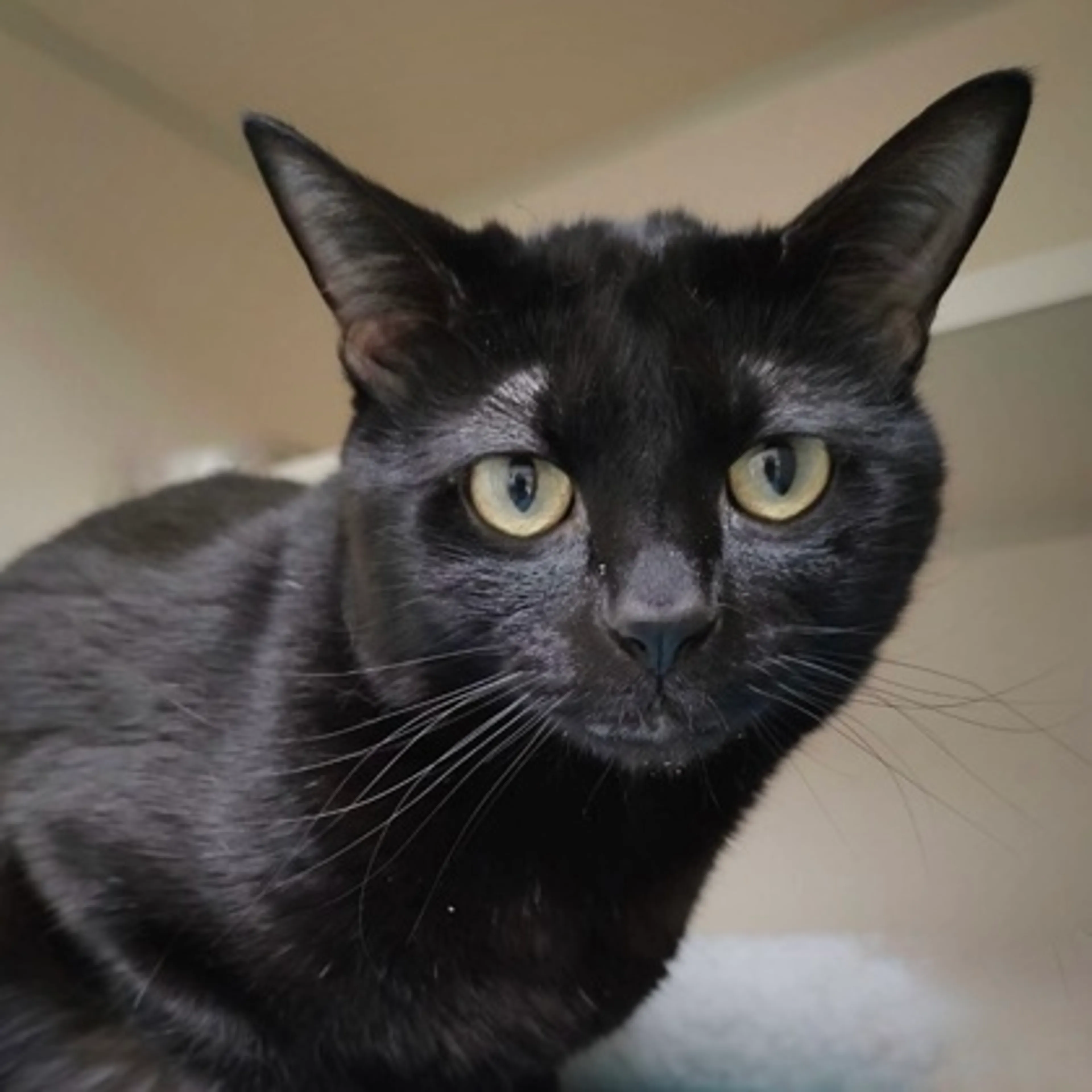 Found pet-2