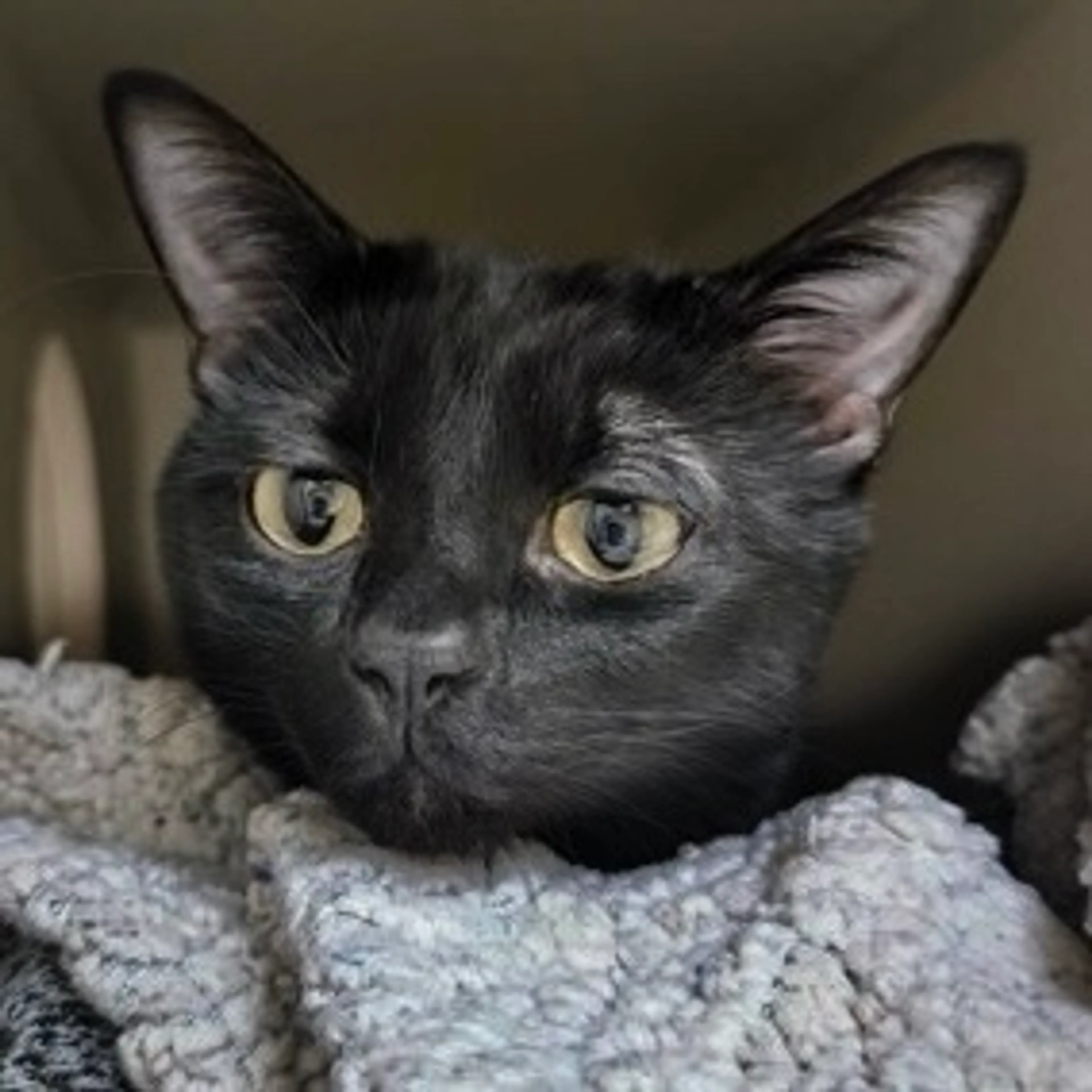 Found pet-1