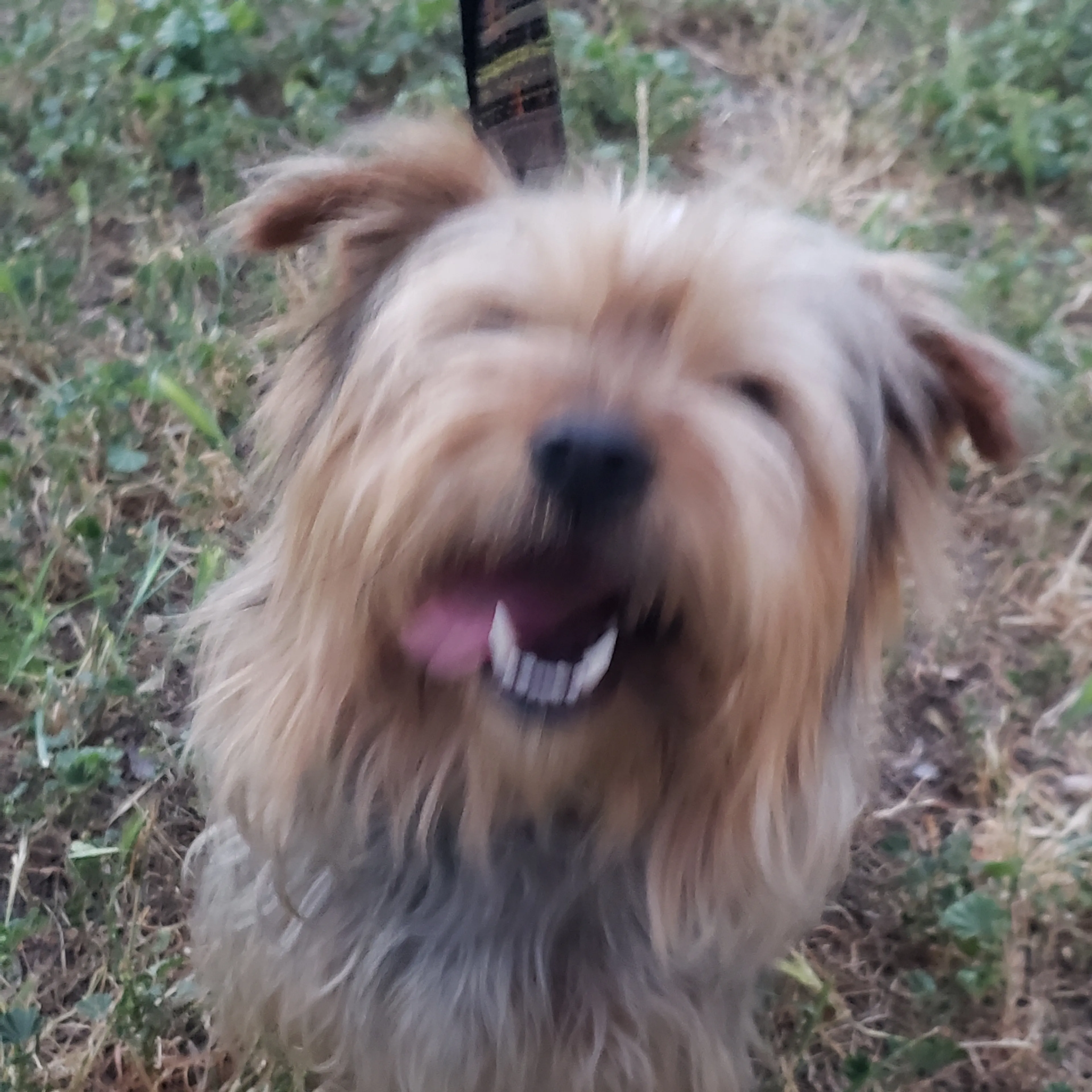Found pet-2