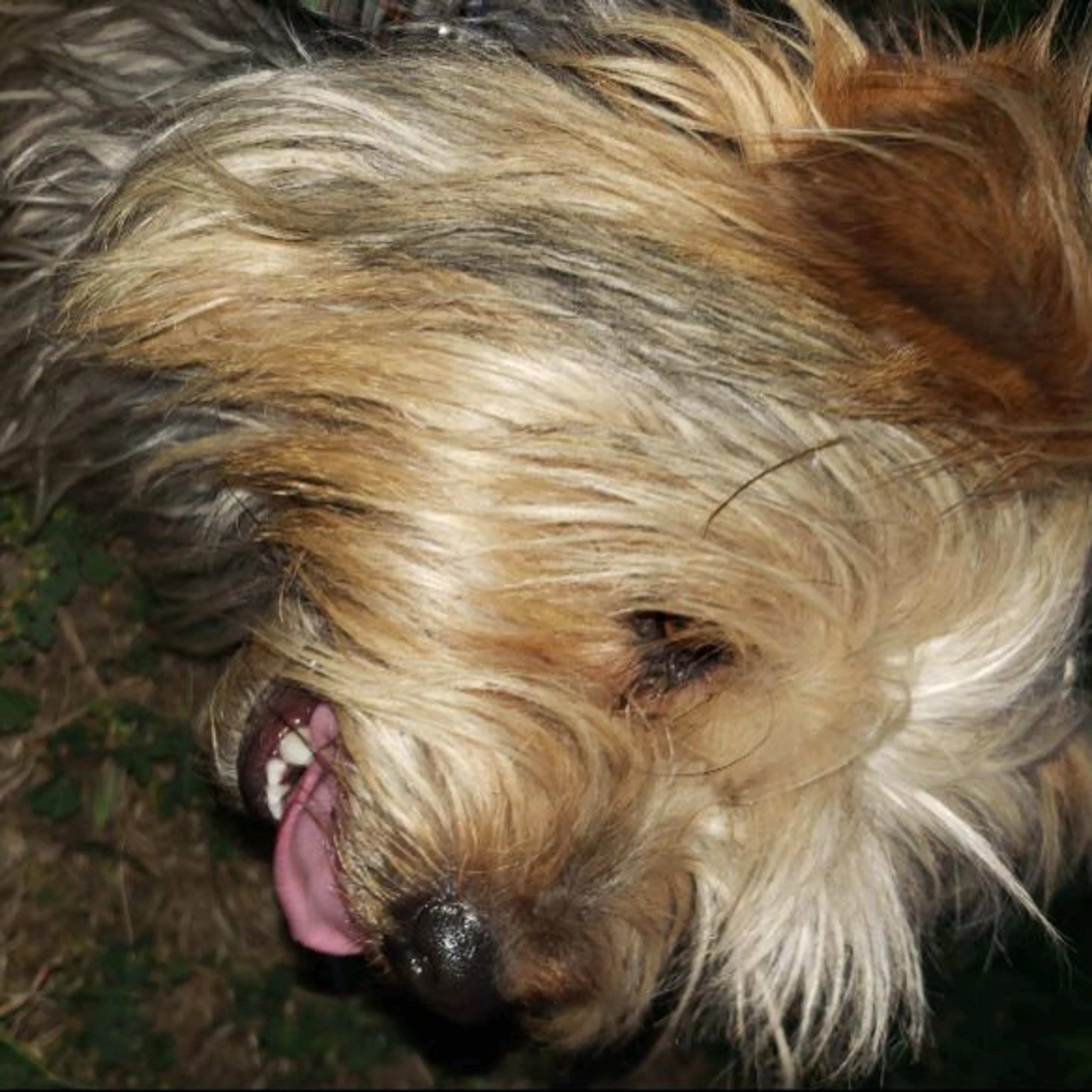 Found pet-0