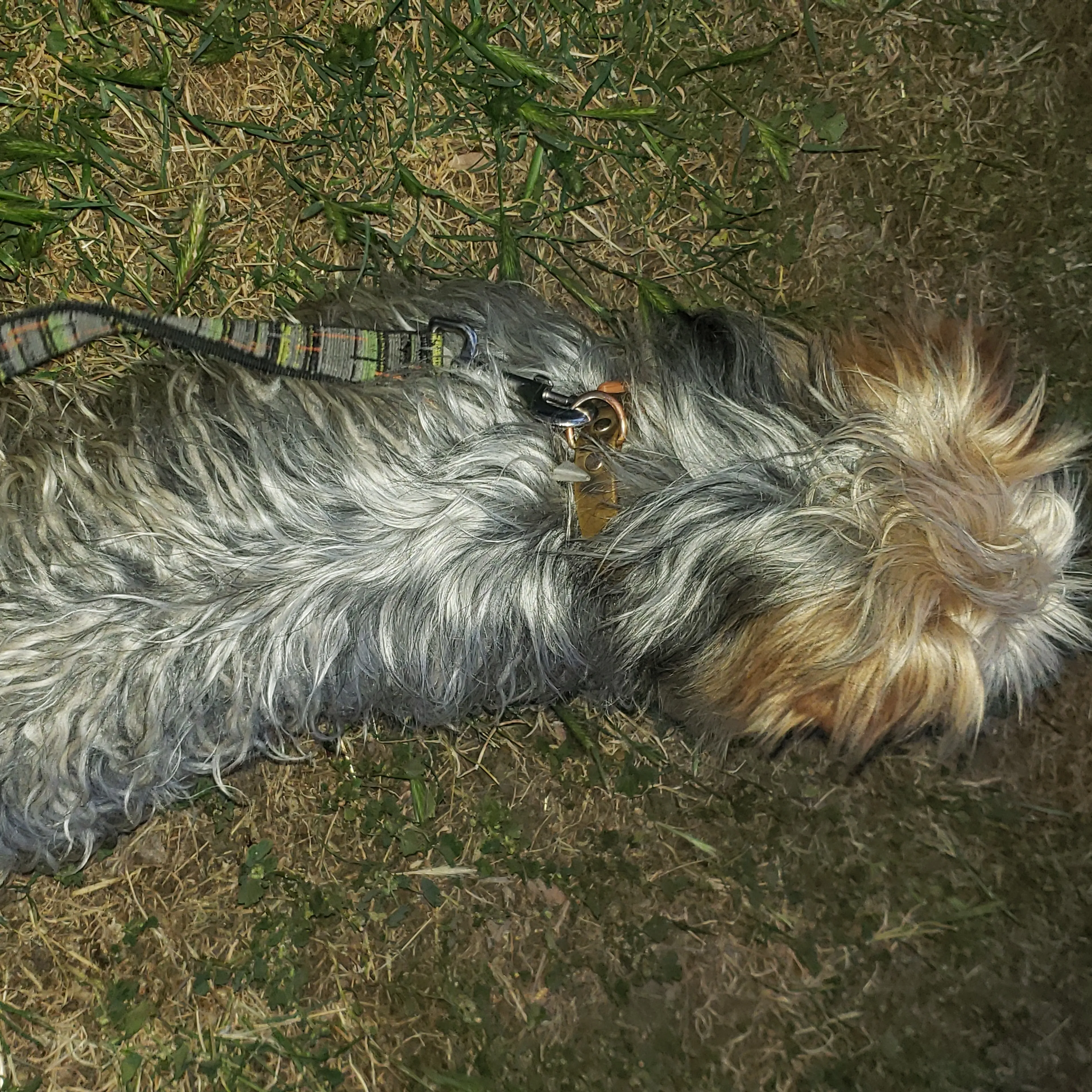 Found pet-1