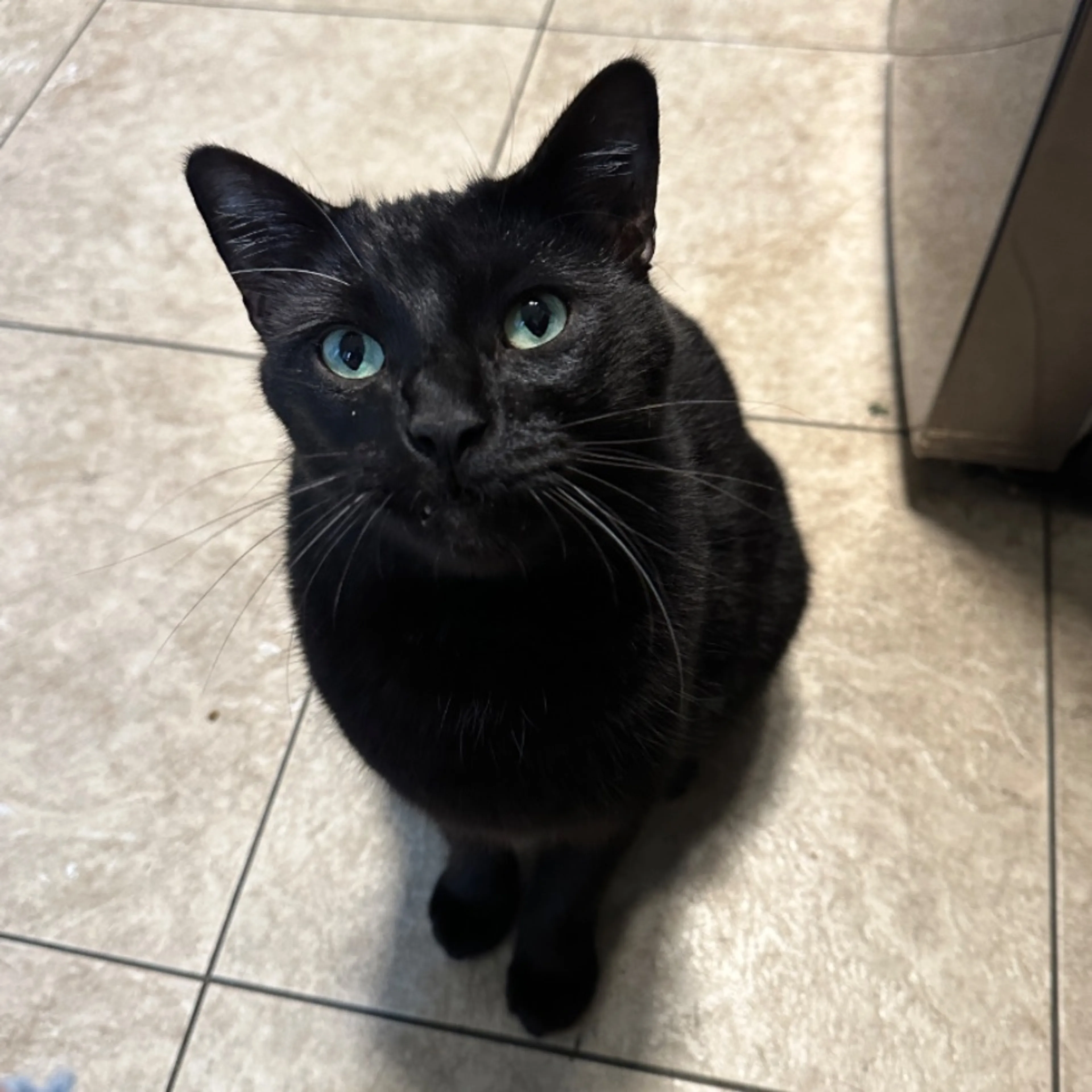 Lost pet