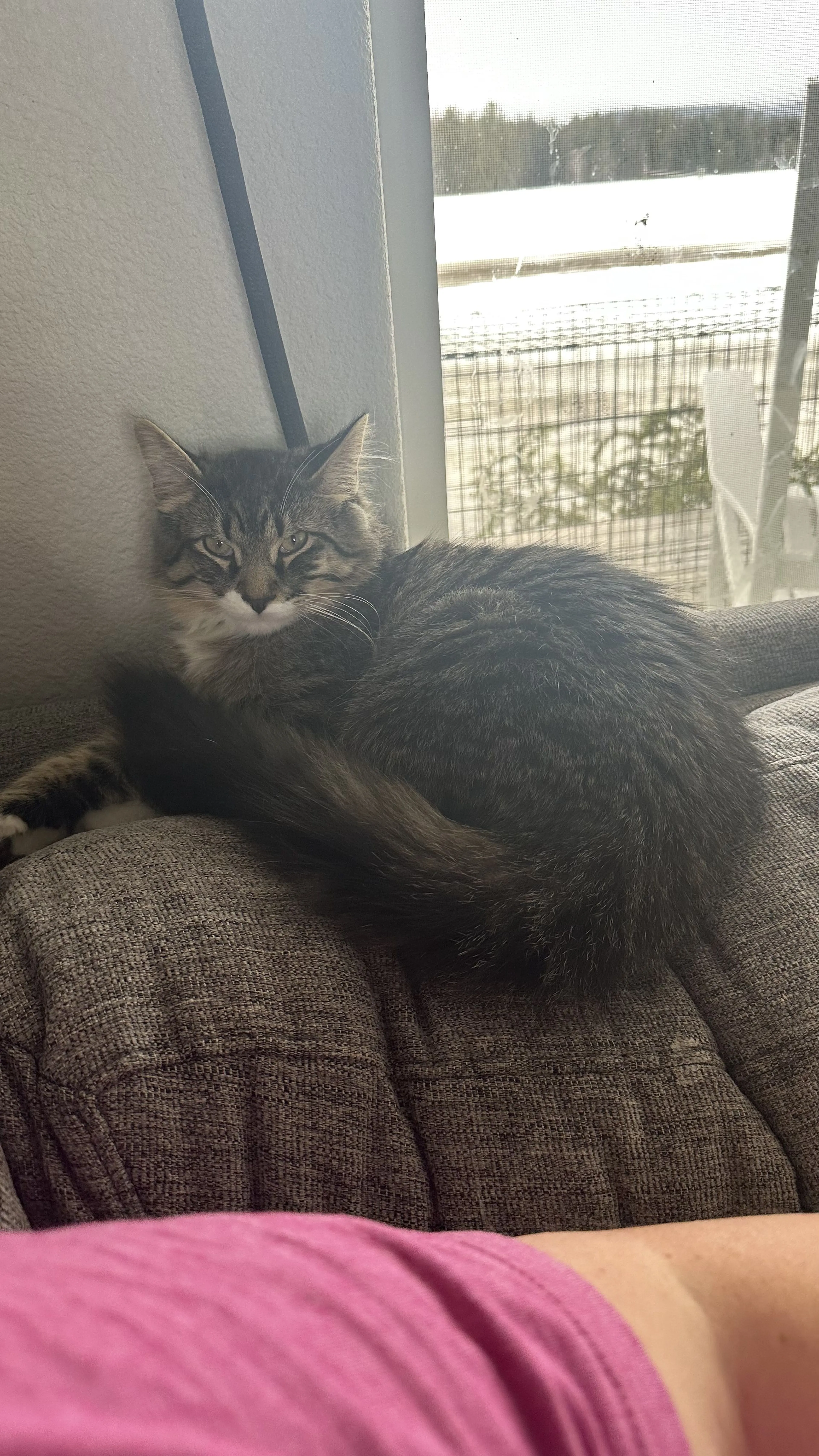 Lost pet-1