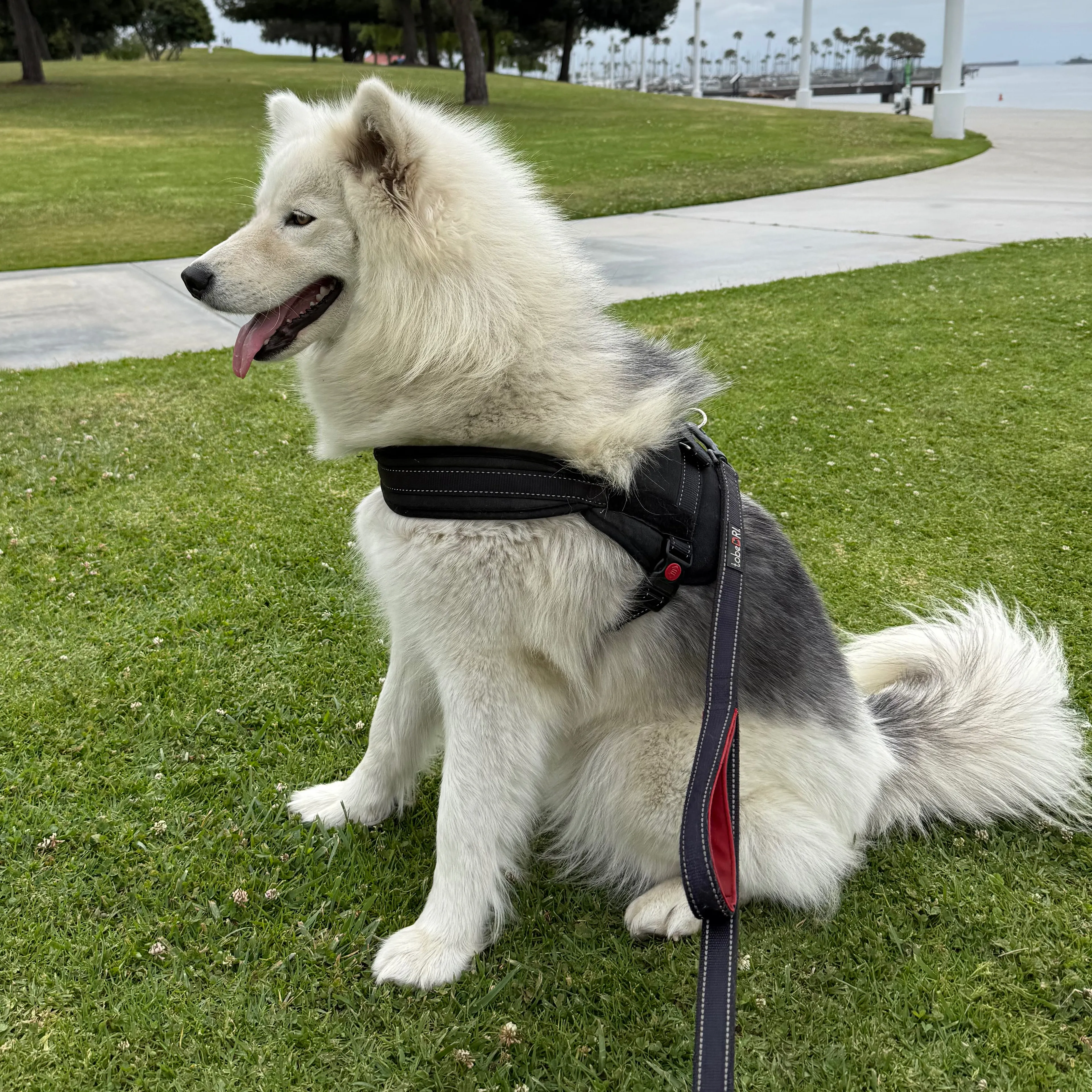 Found pet-1