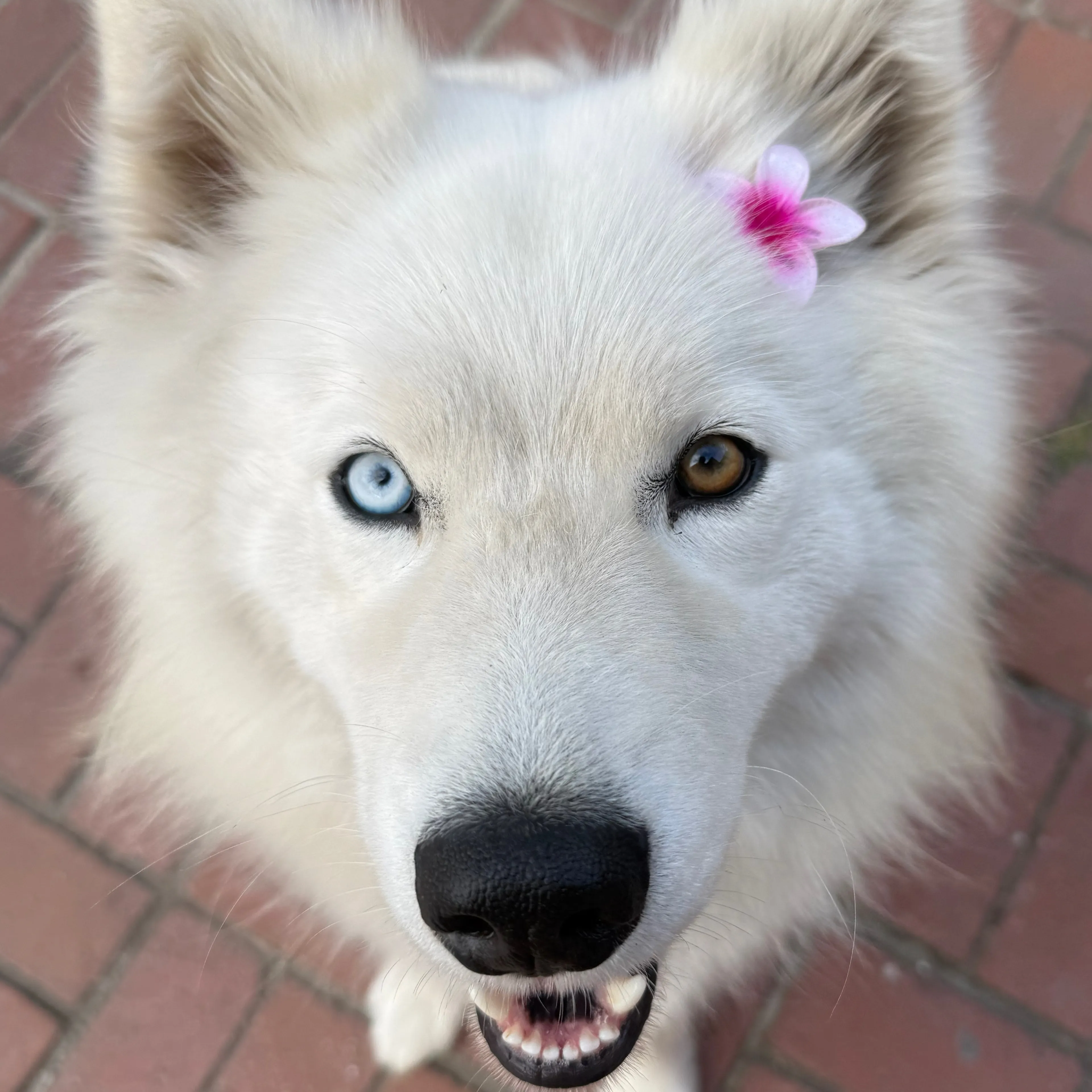 Found pet-2
