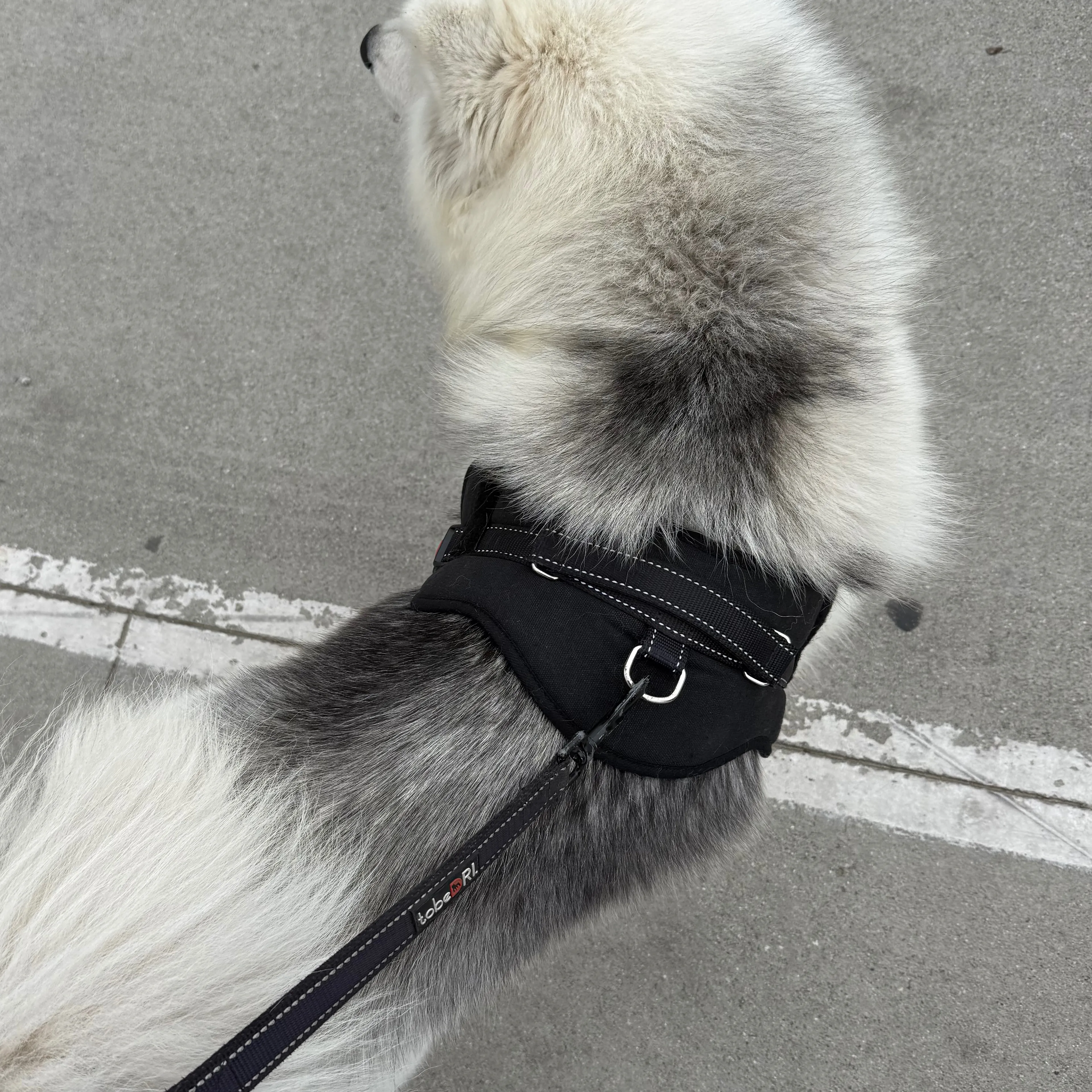 Found pet-3