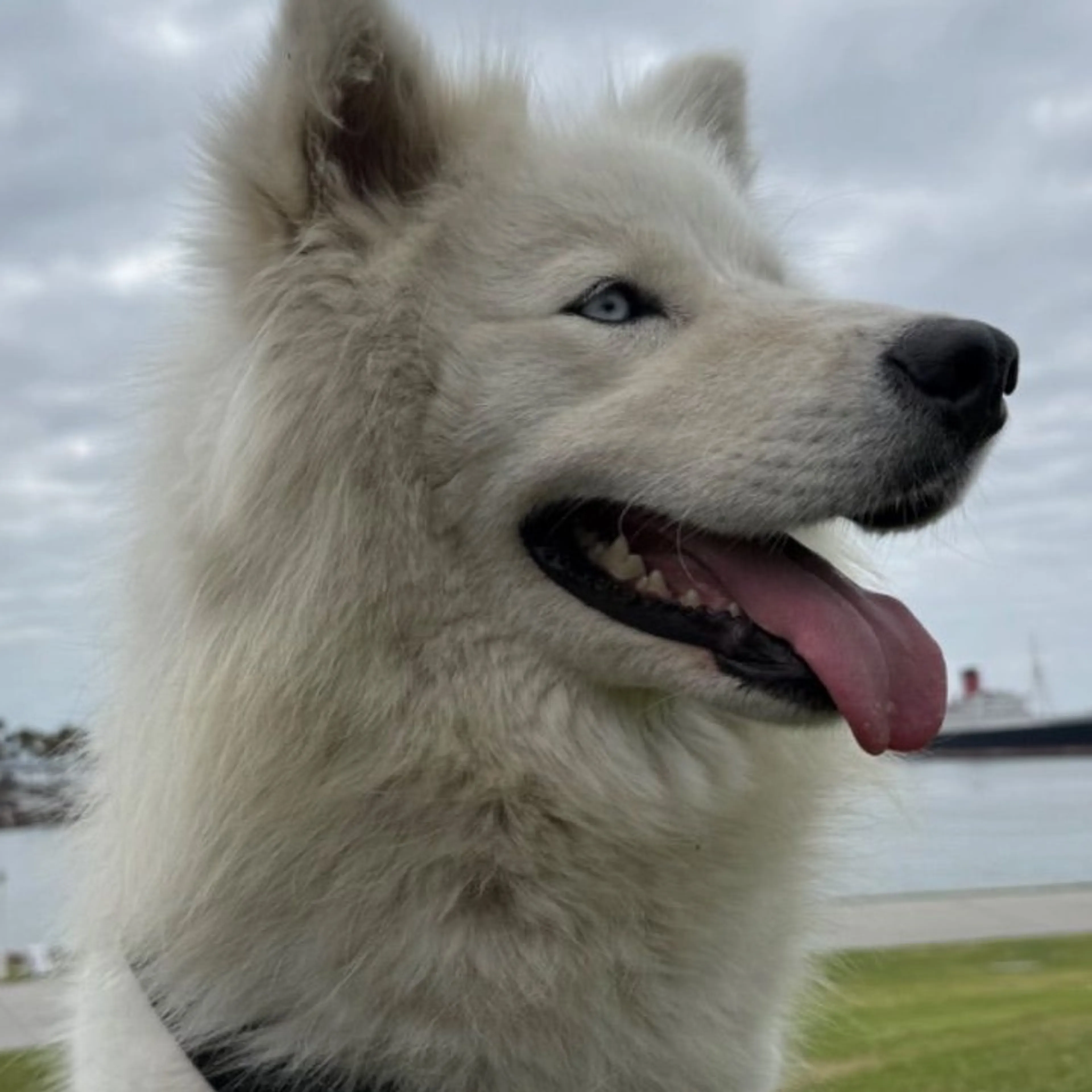 Found pet-0
