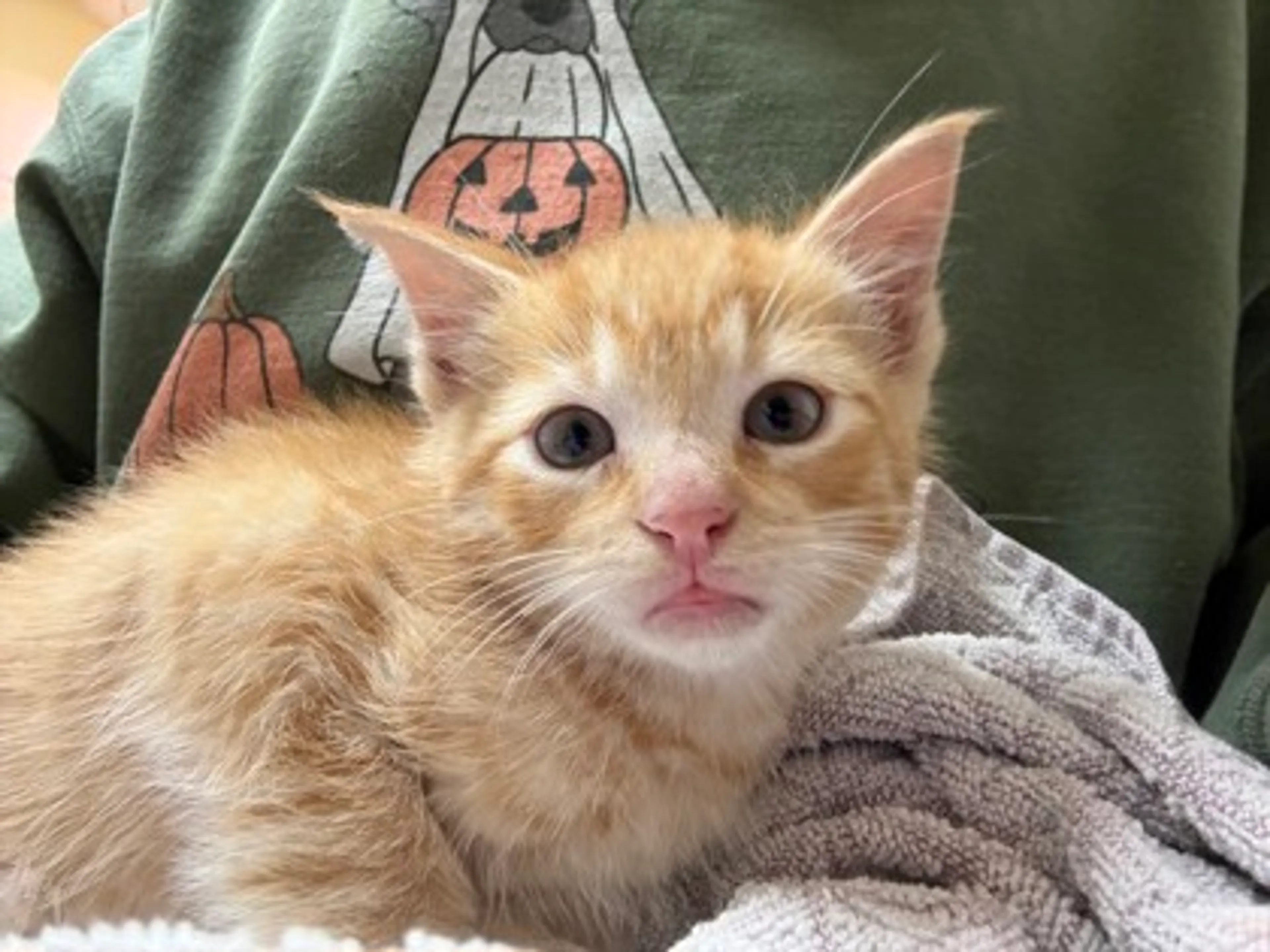 Found pet