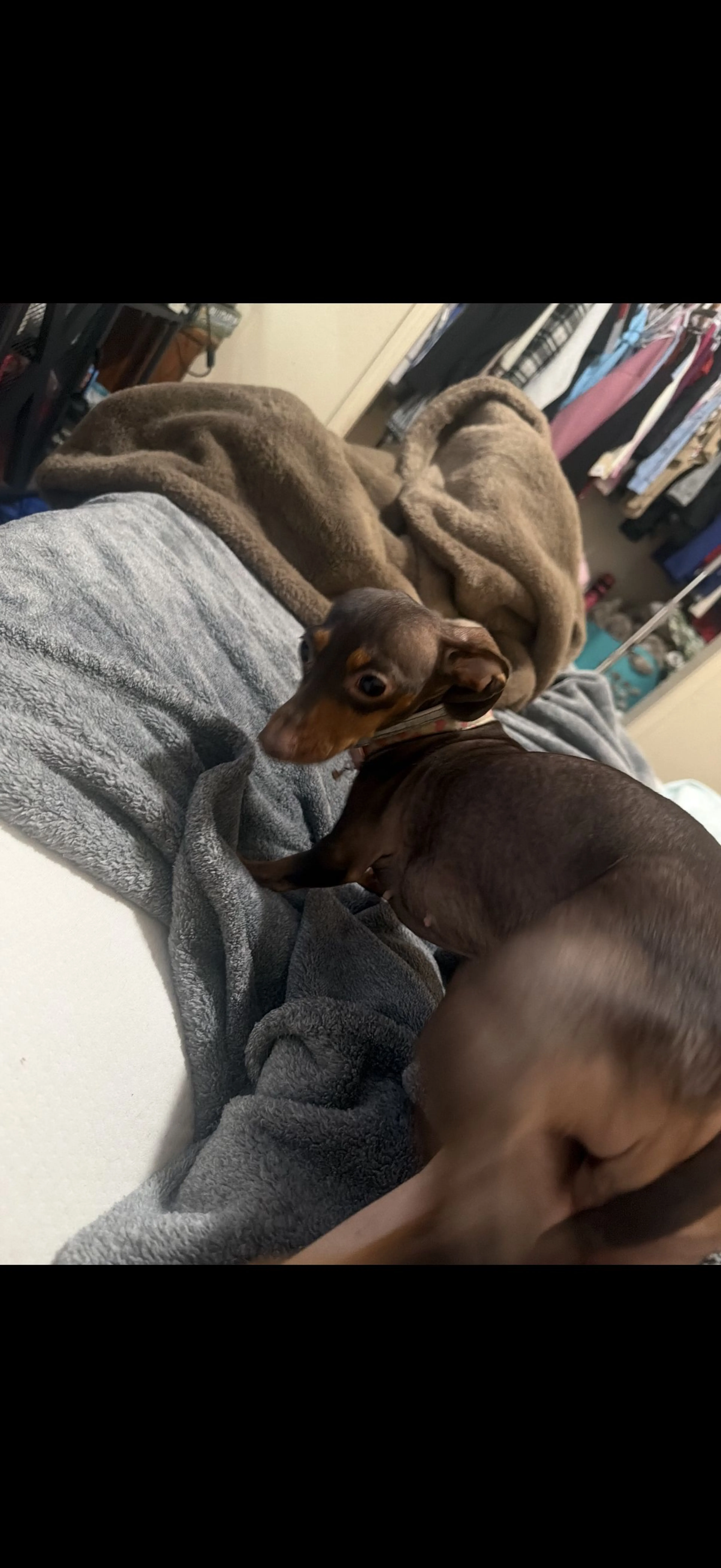 Lost pet-0