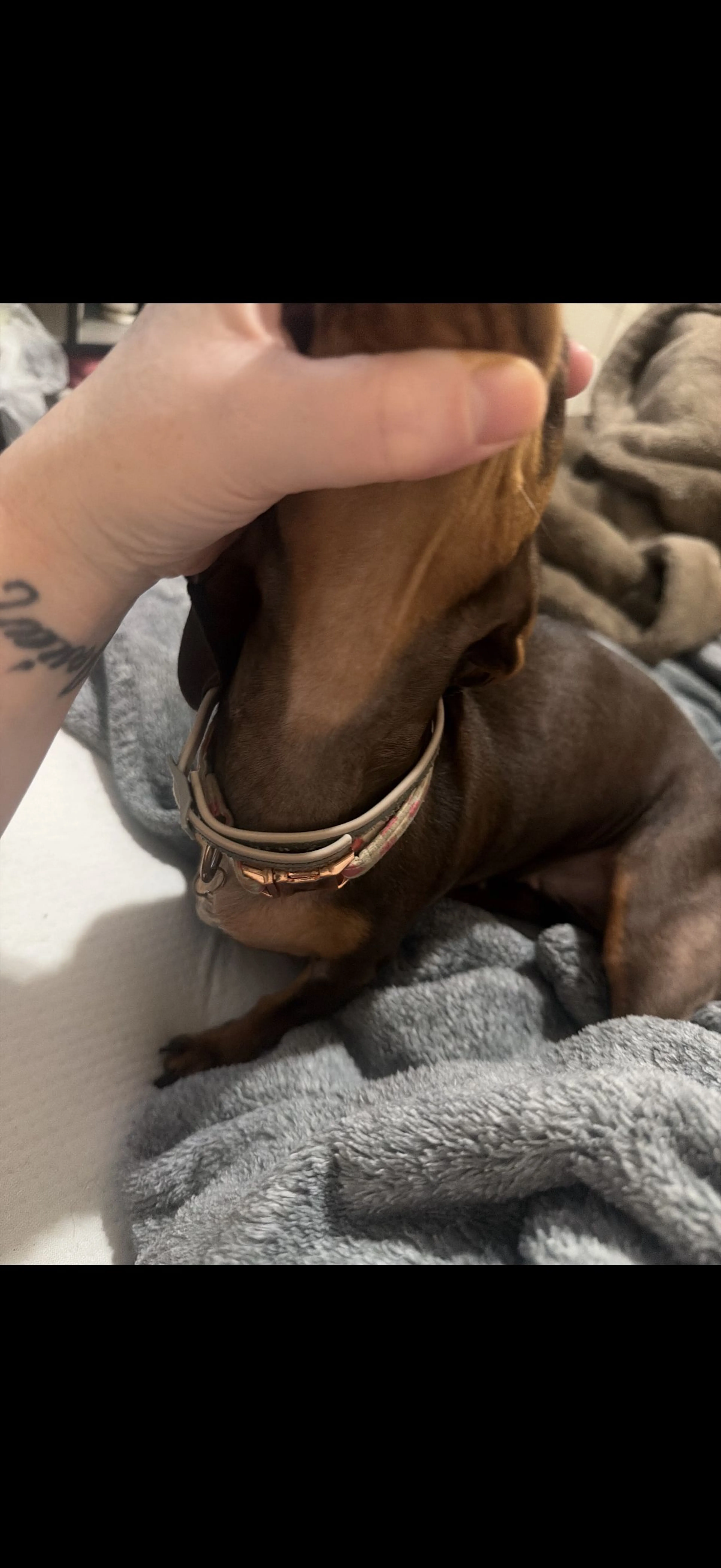Lost pet-1