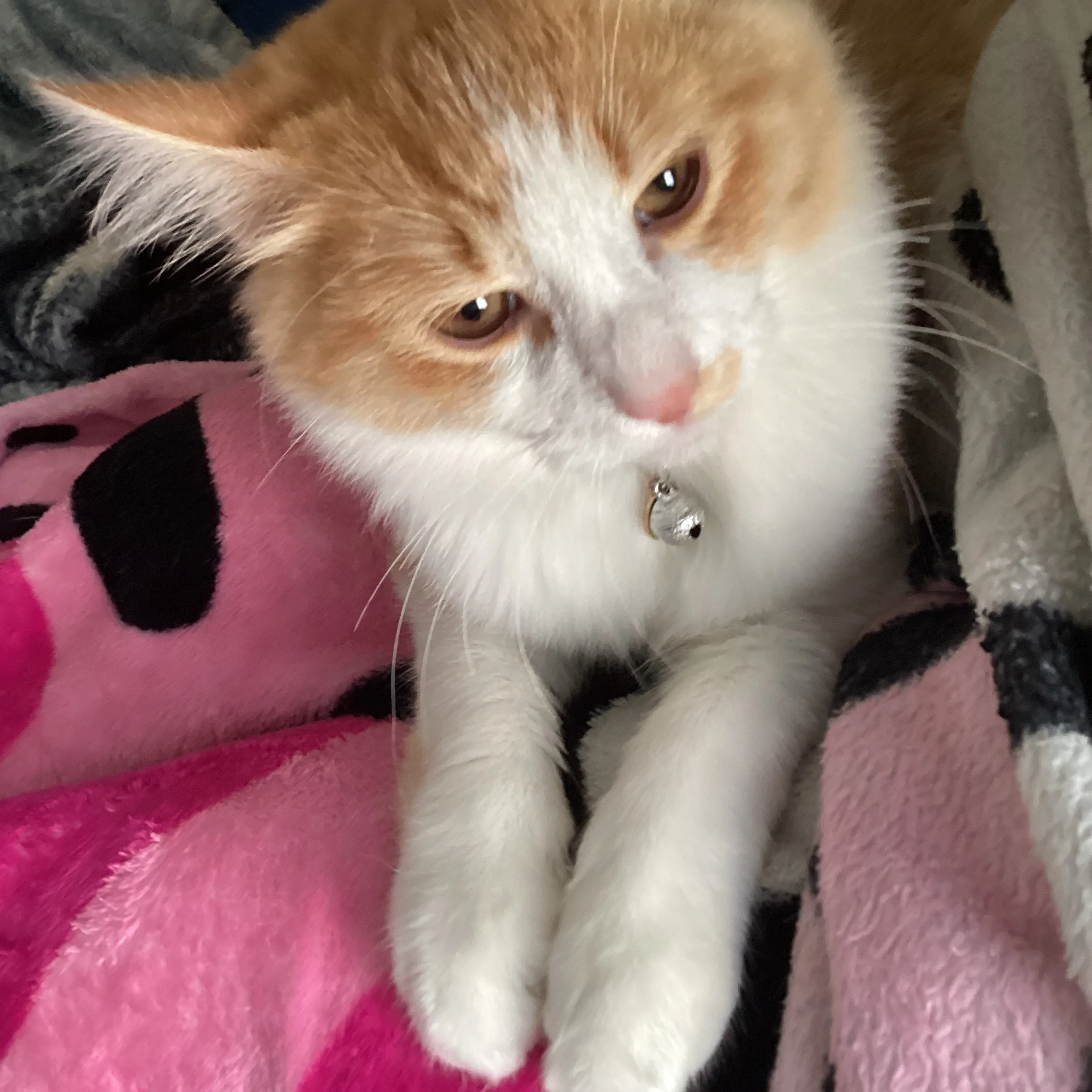 Lost pet-2